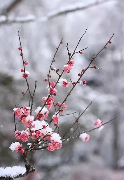 雪花来了梅花开我在雪中等你来