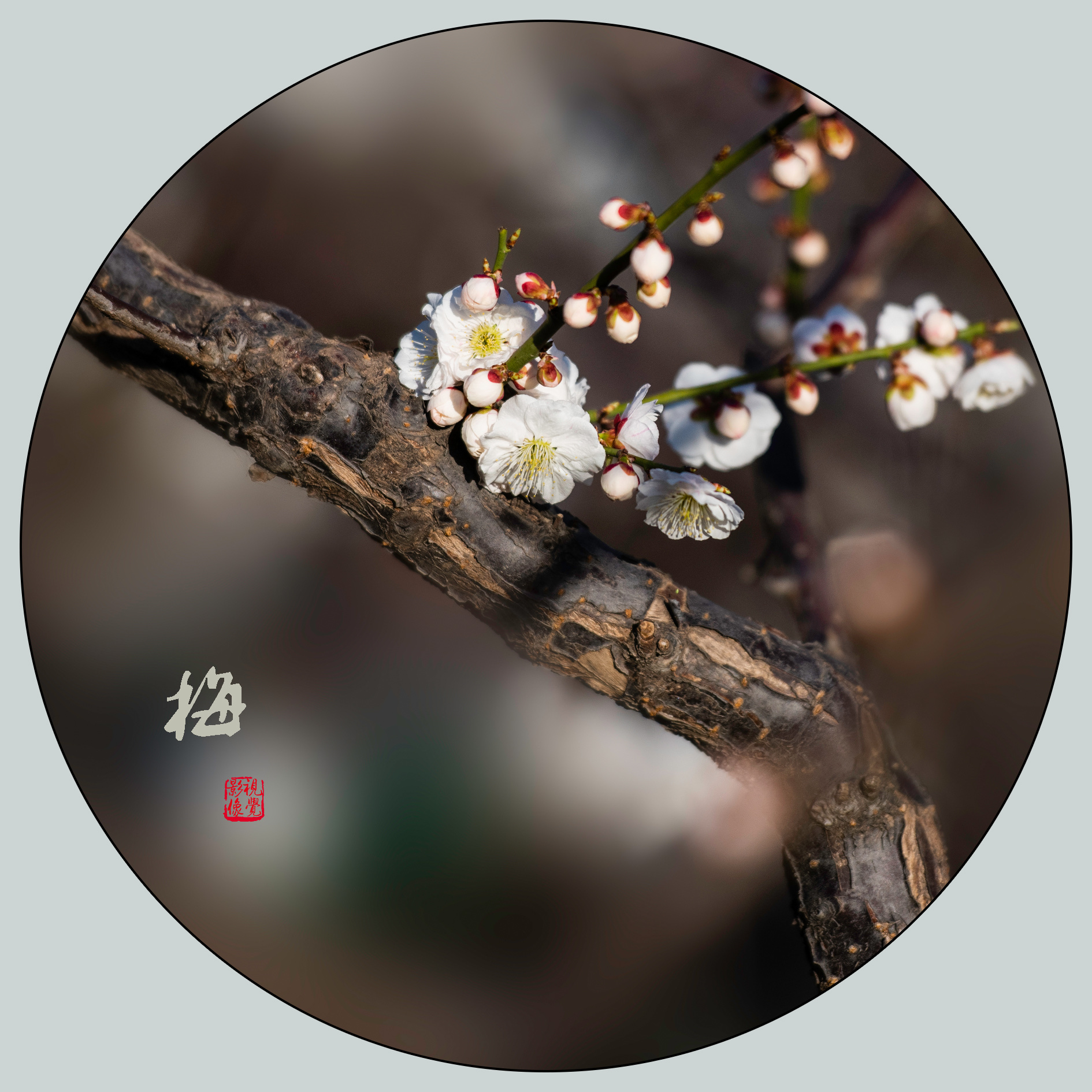 【首发】梅花香自苦寒来