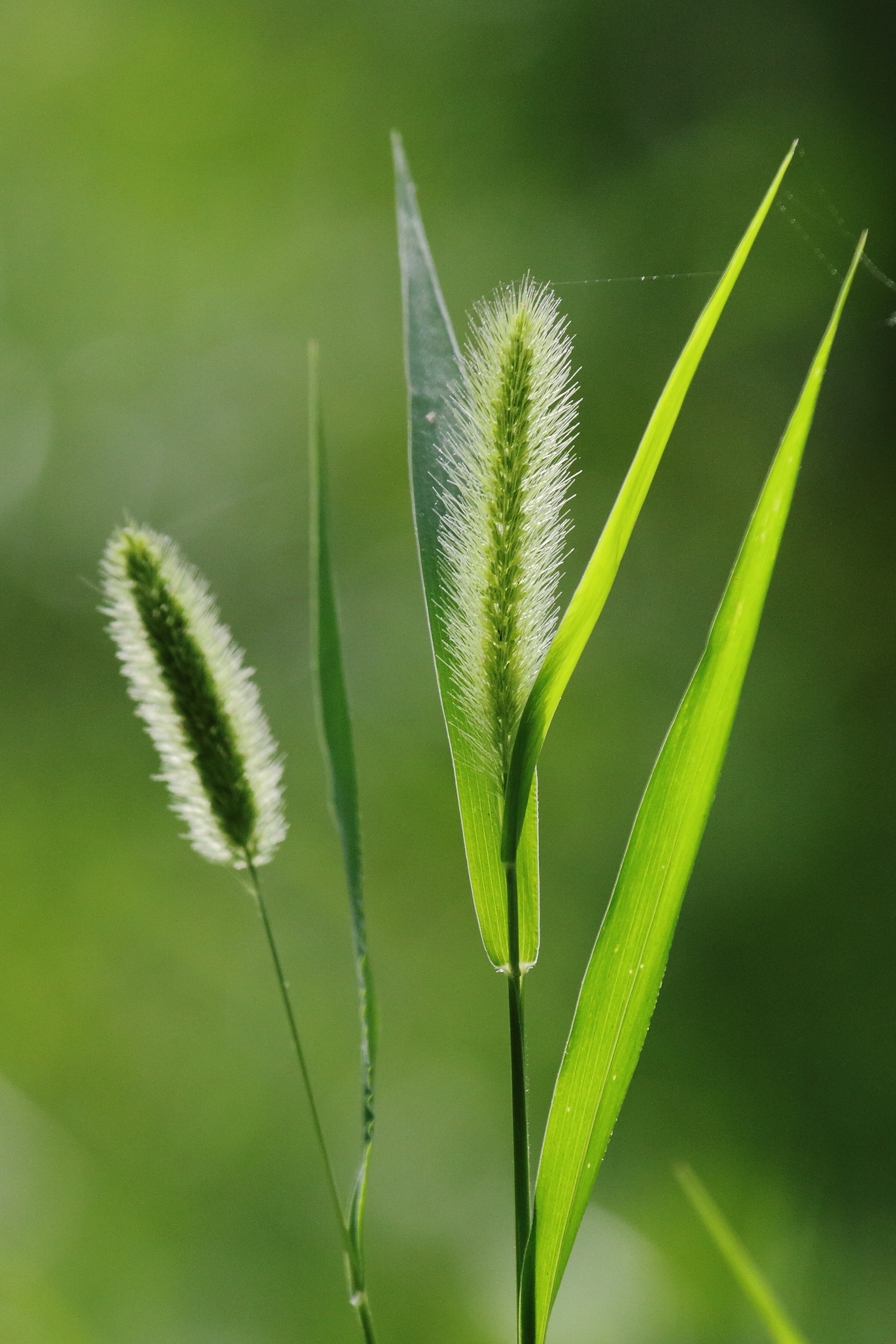 【首发】毛毛草