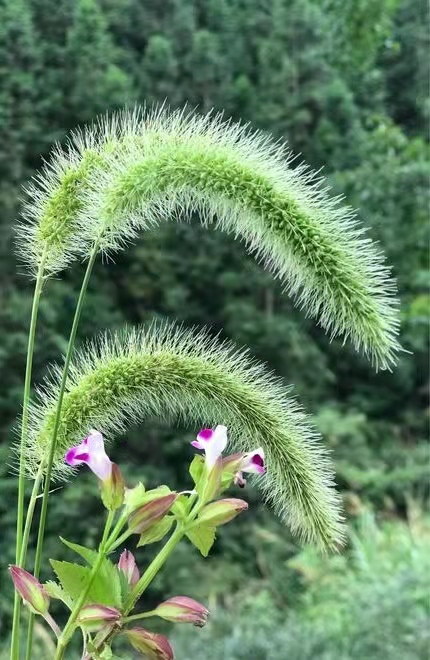 〔现代诗〕狗尾巴草穗 作者 辛戈（山东）【冰心文化传媒】（图13）