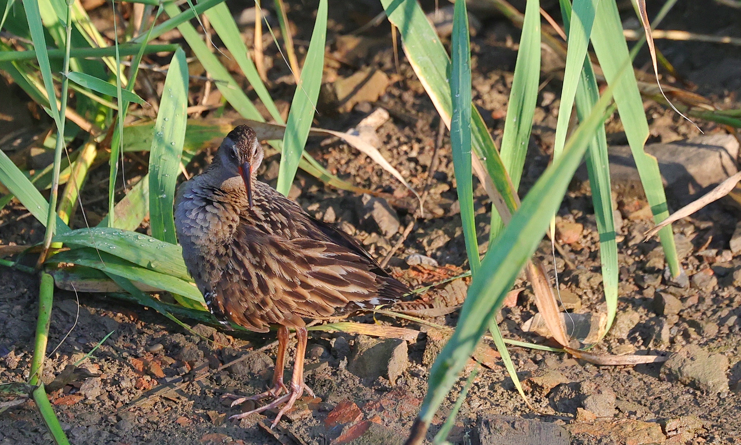 秧鸡鸟红胸田鸡鸟紫背苇鳽大斑啄木鸟