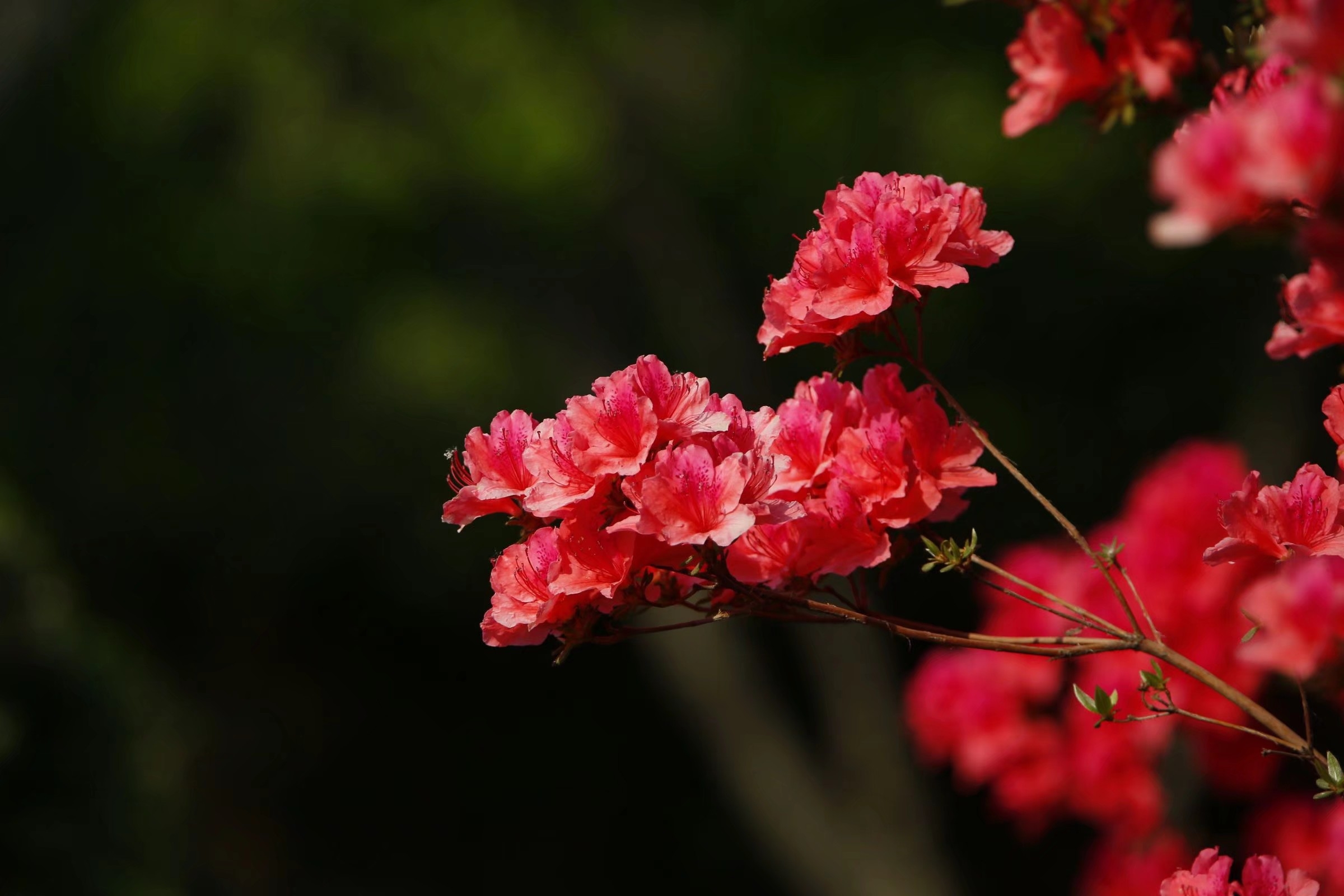 最常见的花花名-图库-五毛网