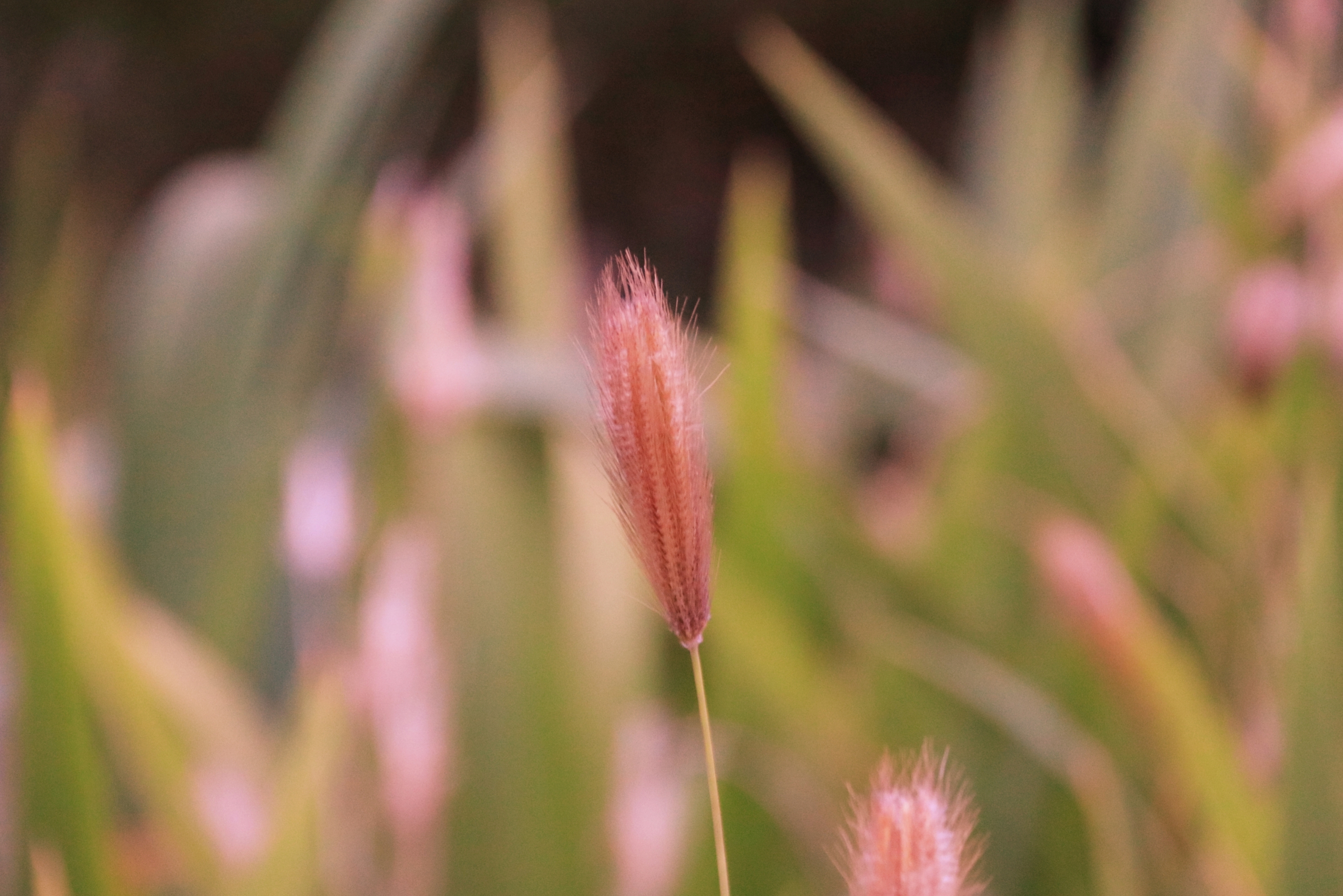 虎尾草【首发】