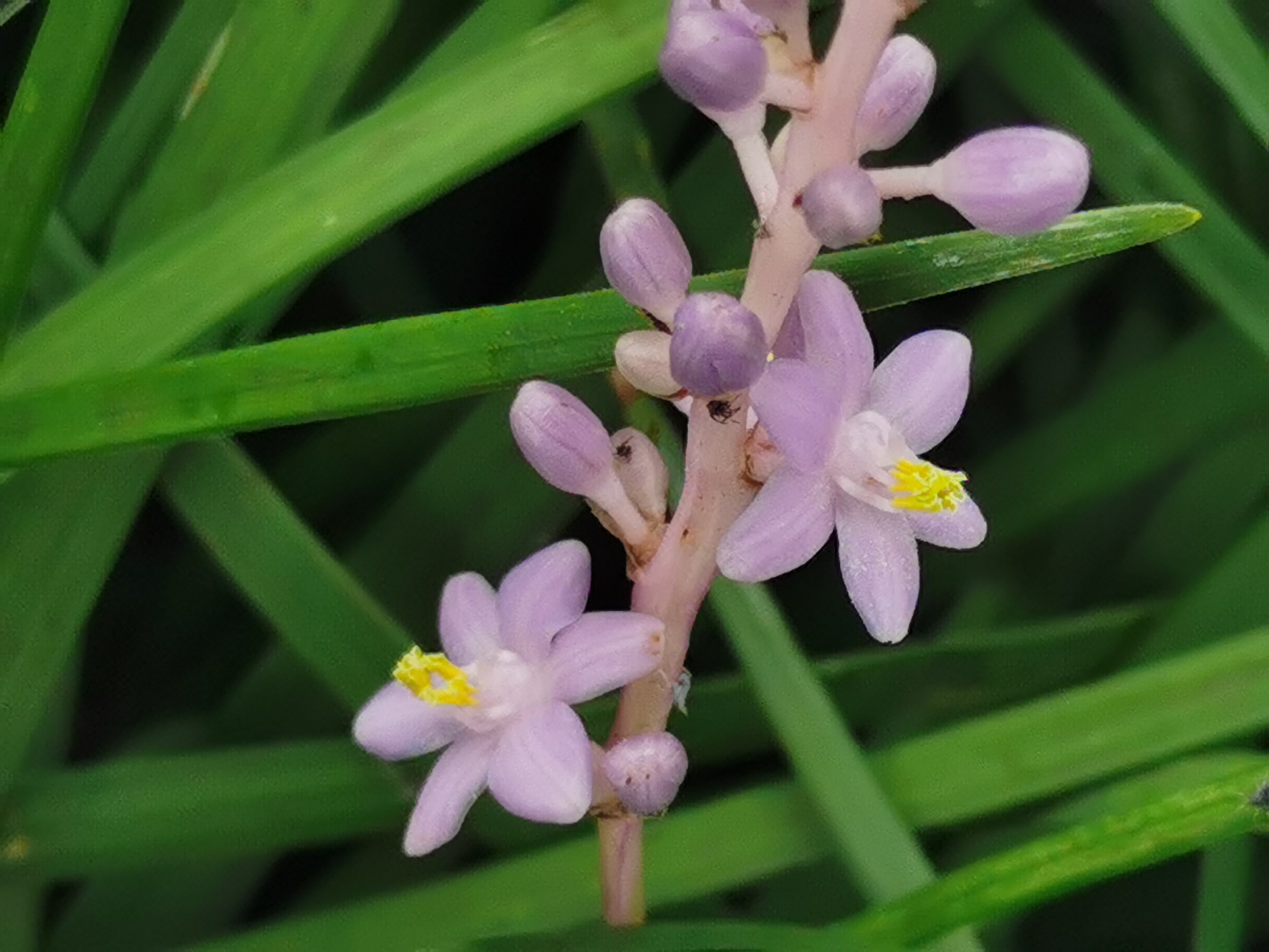 【首发】山麦冬开花了(宁静向暖)