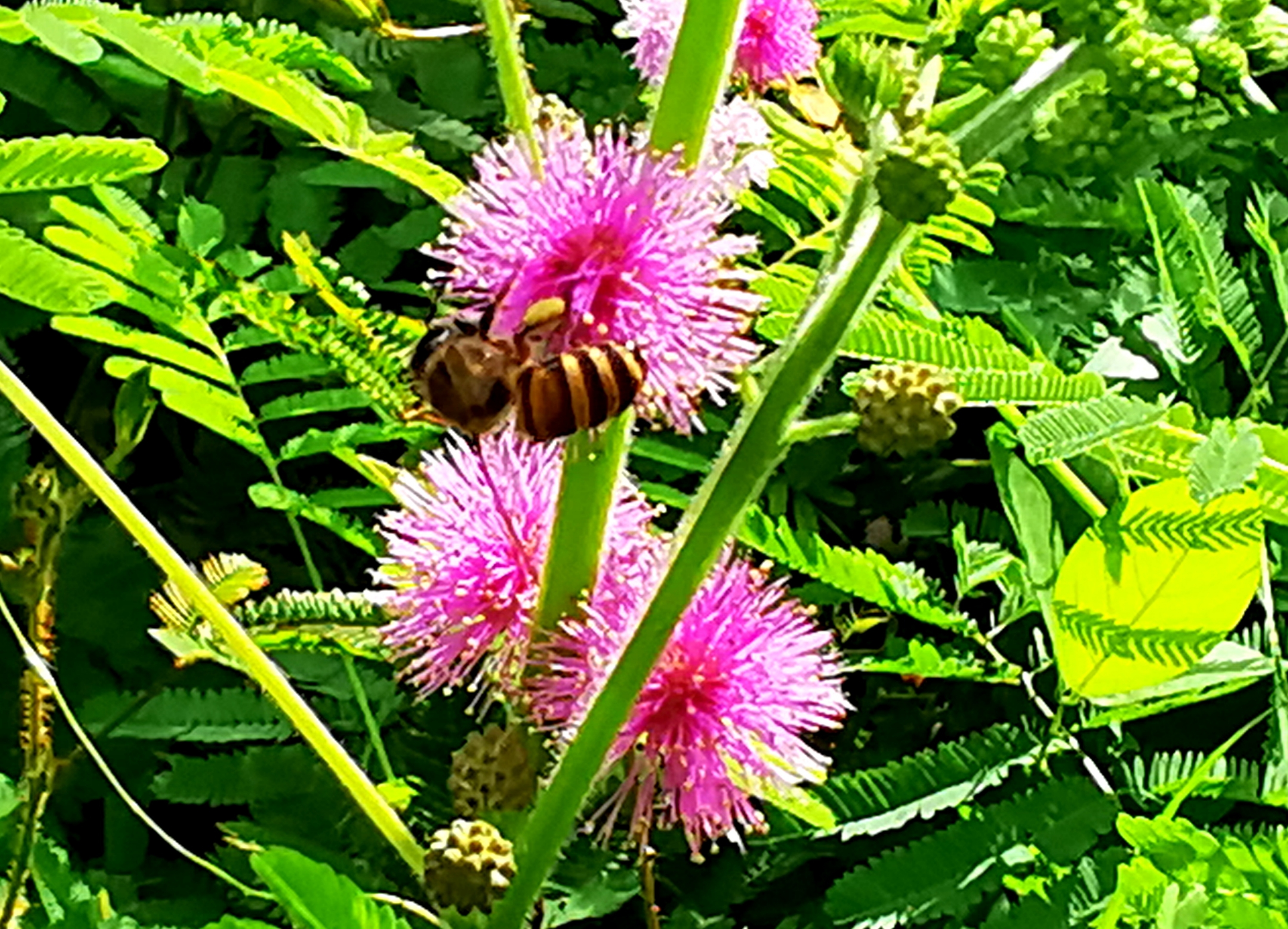 拉丁名:mimosa pudica 含羞草科 mimosaceae    含羞草属