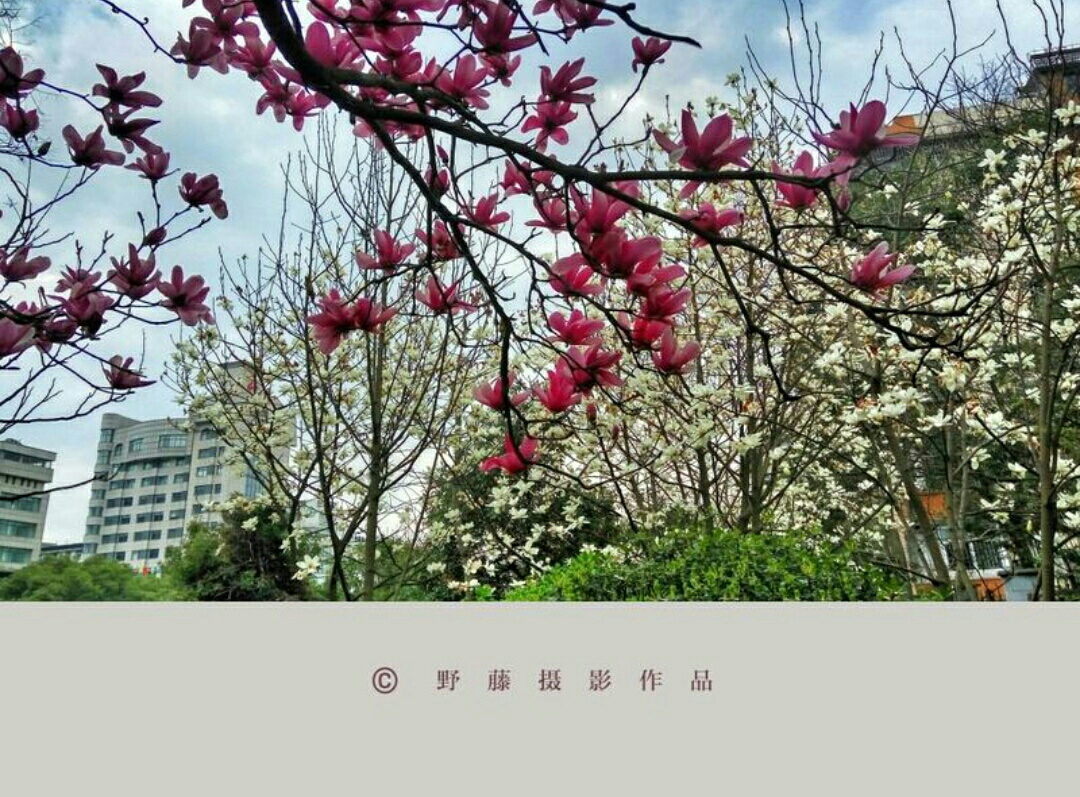 玉兰花赞