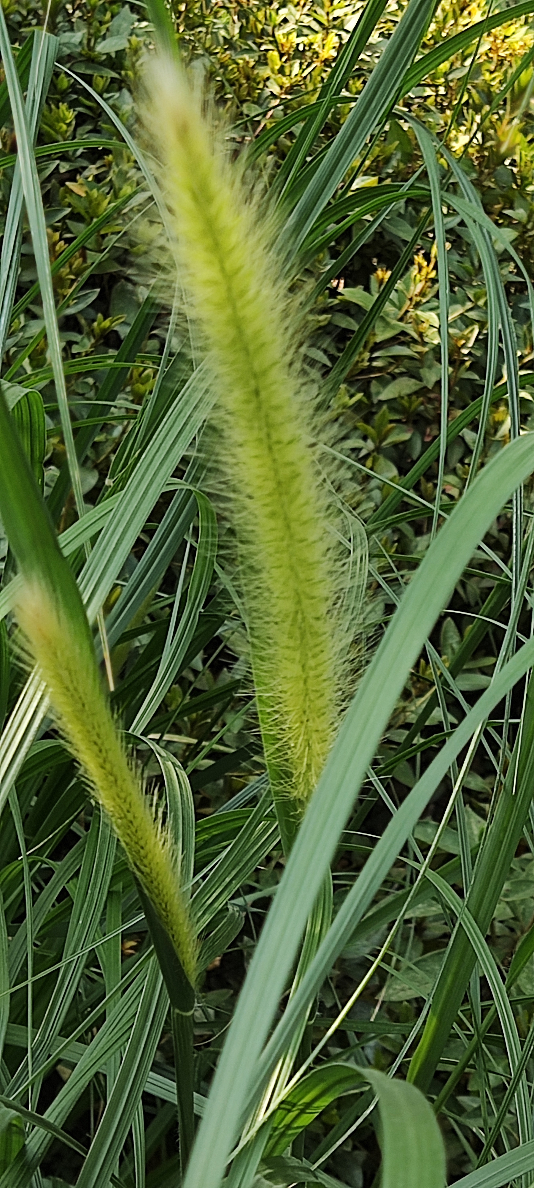 狼尾草