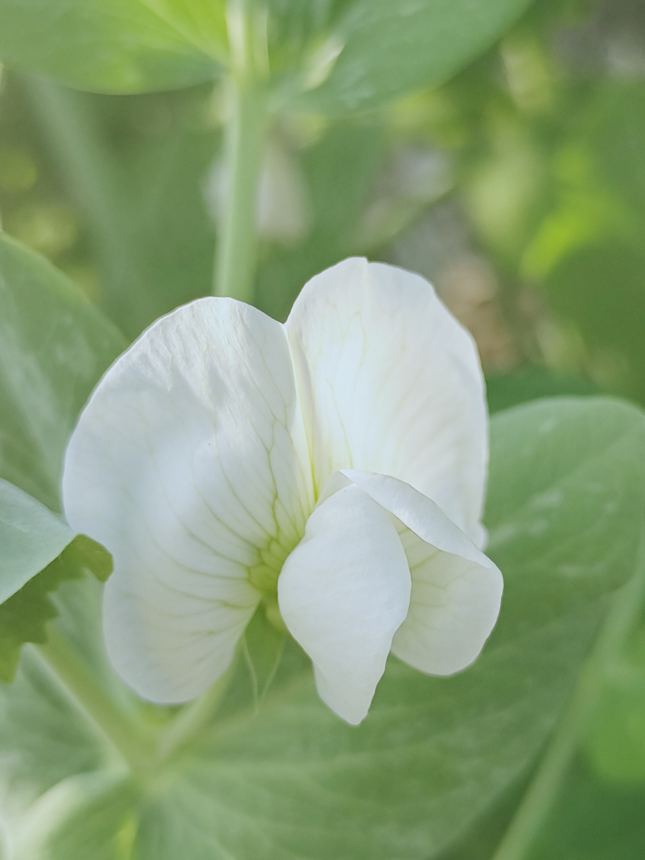 【摄影首发】微距镜头香豌豆花