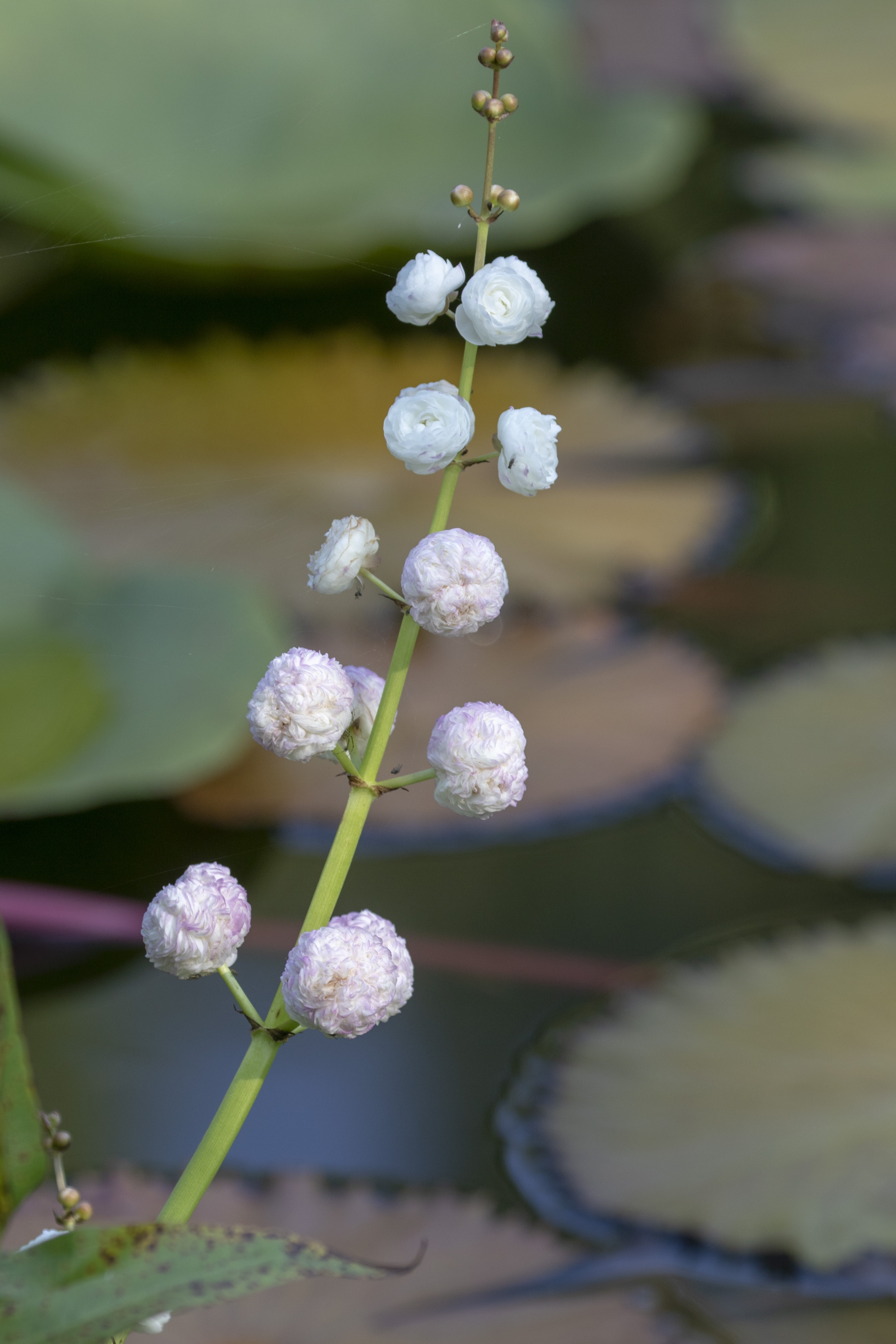 【首发】重瓣慈姑花(2)