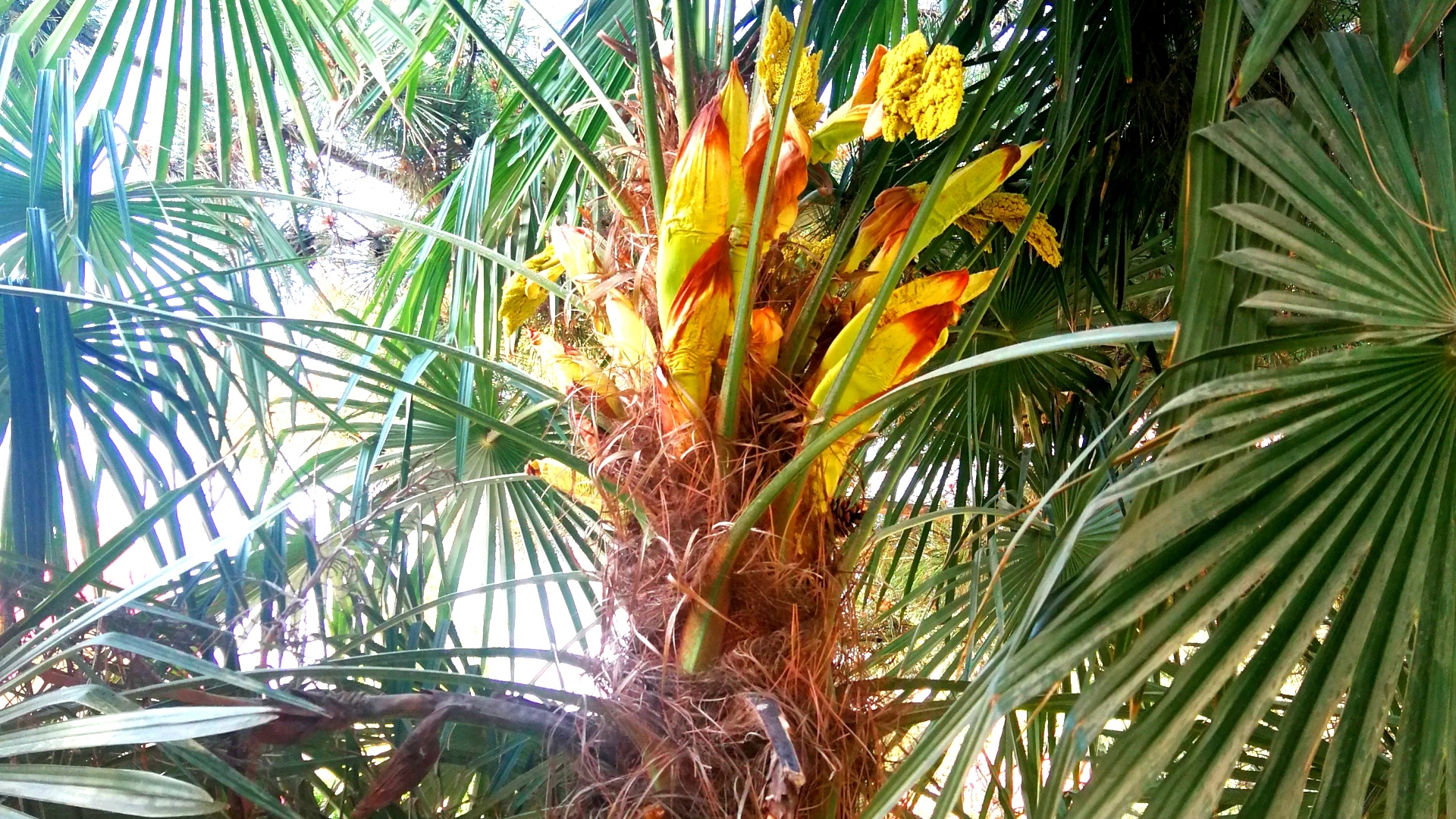 棕榈树花儿开