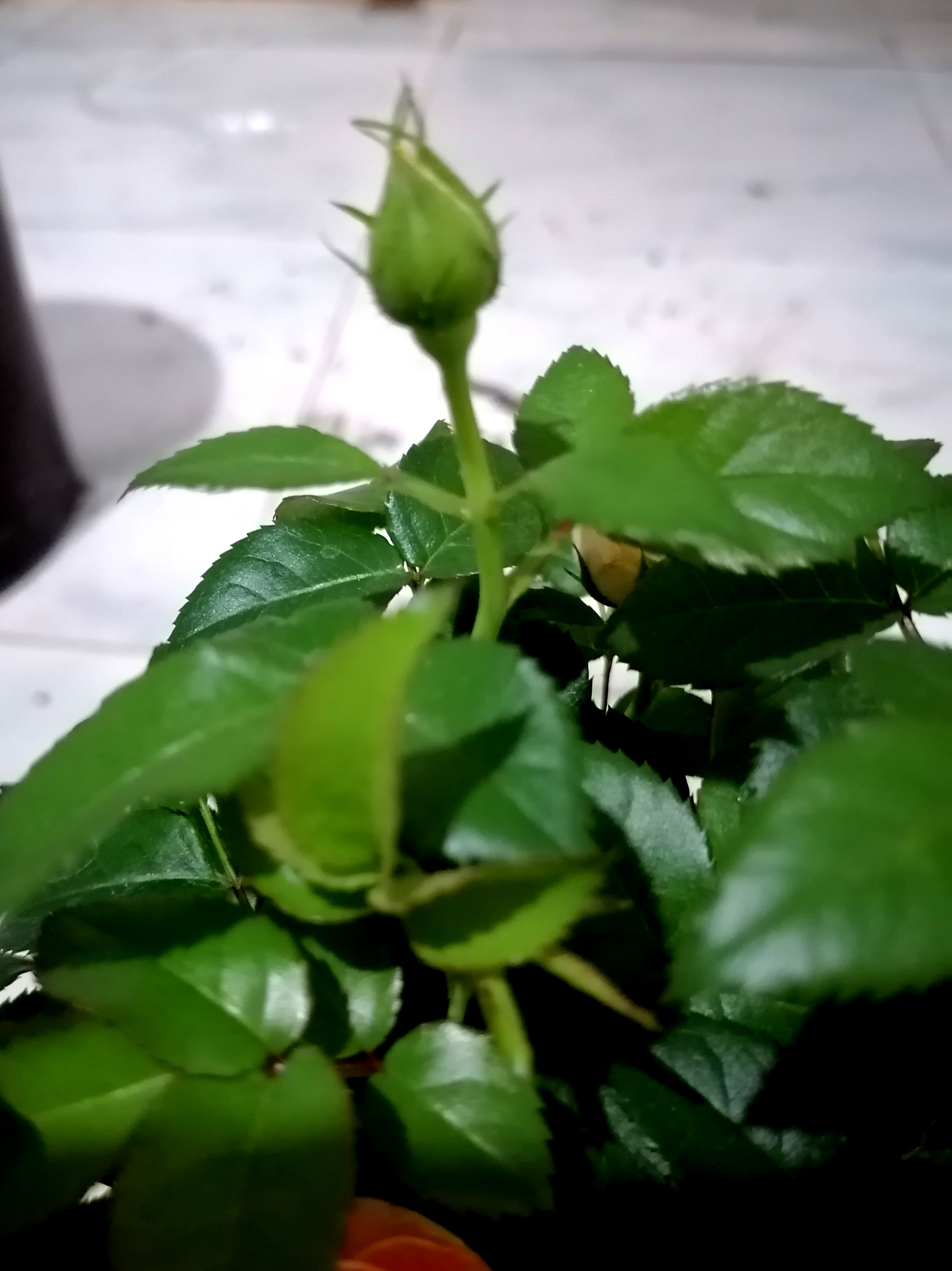 月季花