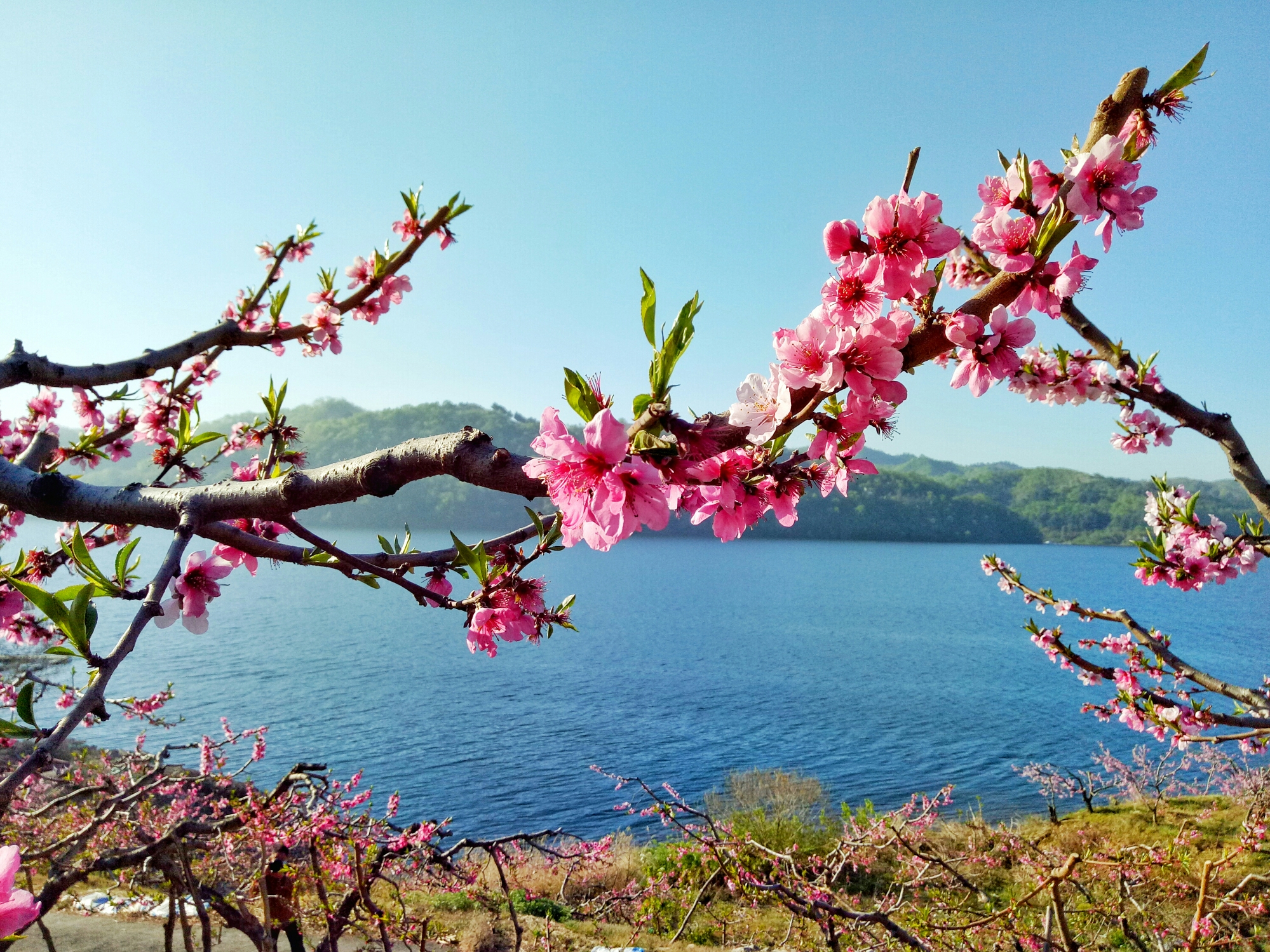 河口桃花万般红,河口胭红桃红粉落地盼金秋.