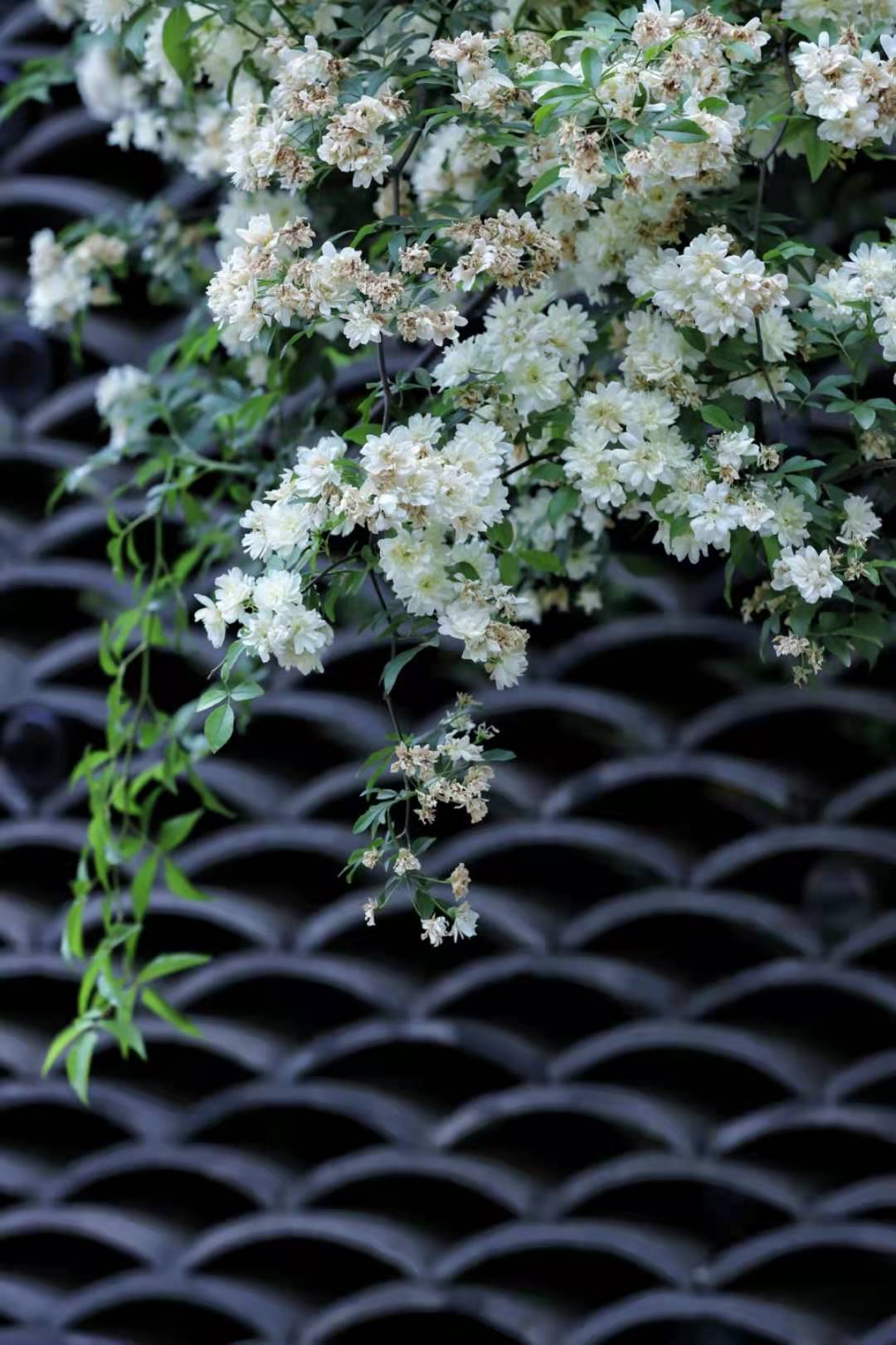 四月芳菲,随处可见春花传信,芬芳氤氲,最不可错过的当然是木香花