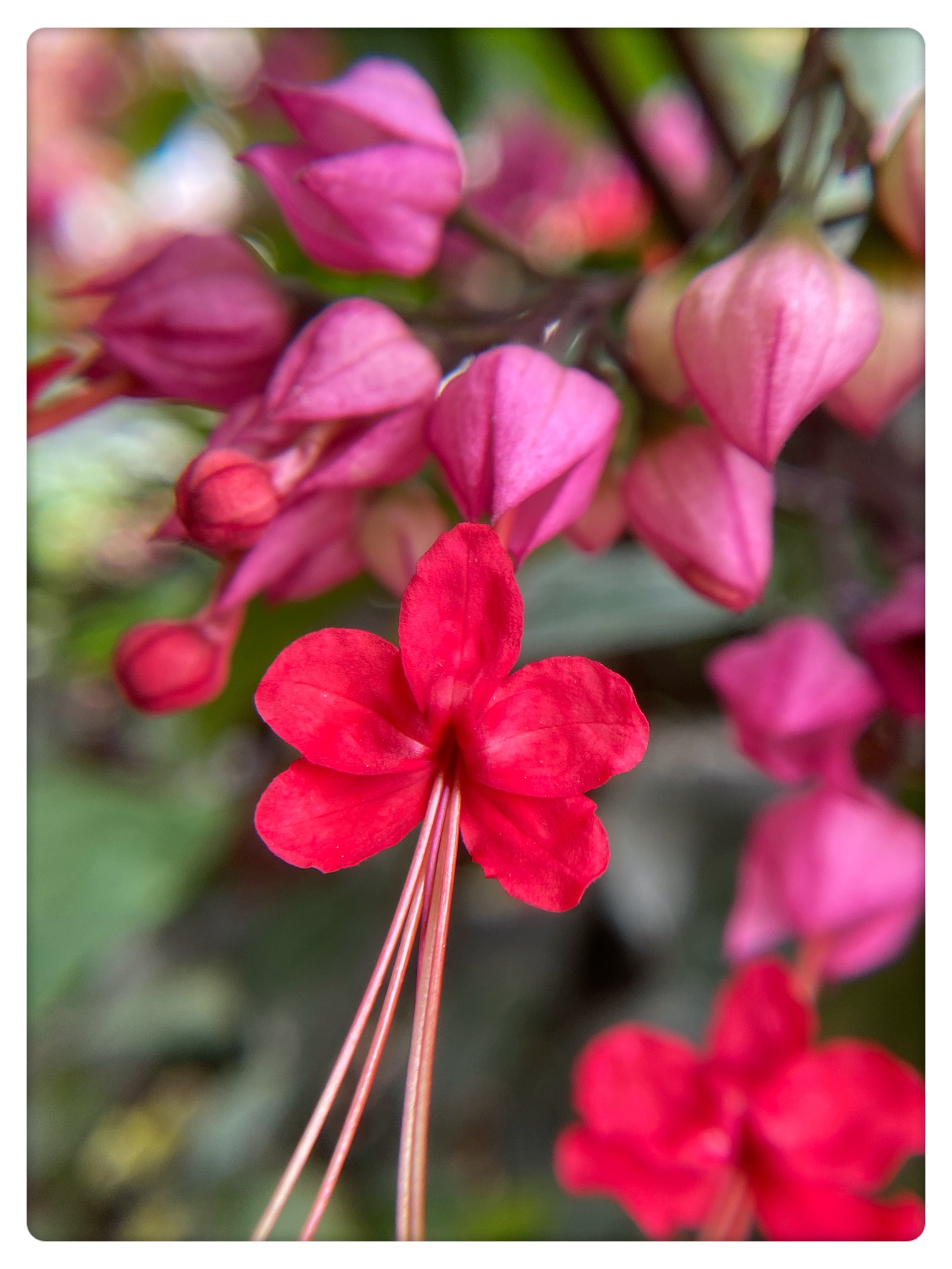 红萼龙吐珠首发