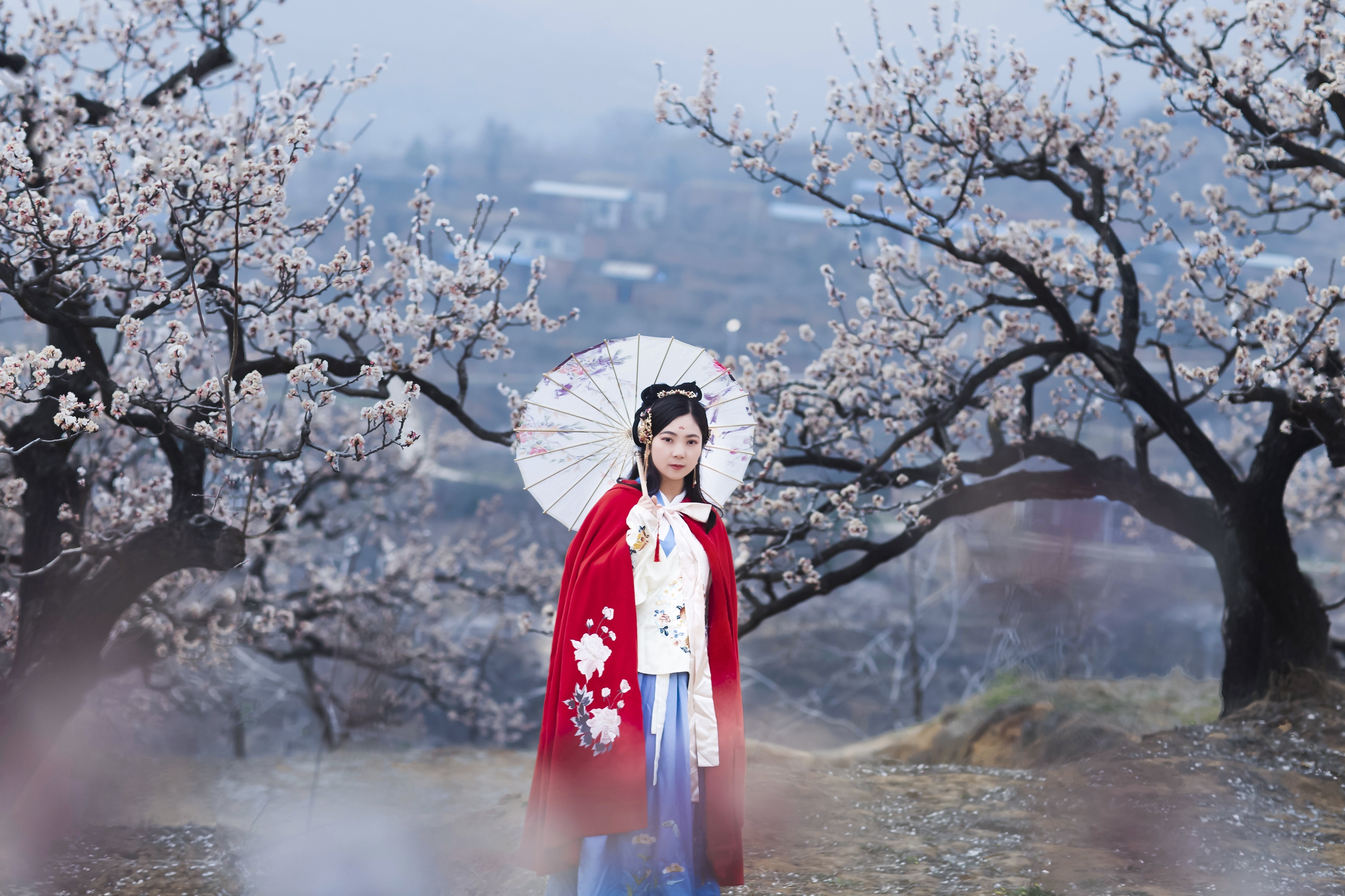 舂暖花开,阳春三月,富平马坡村杏花绽放枝头