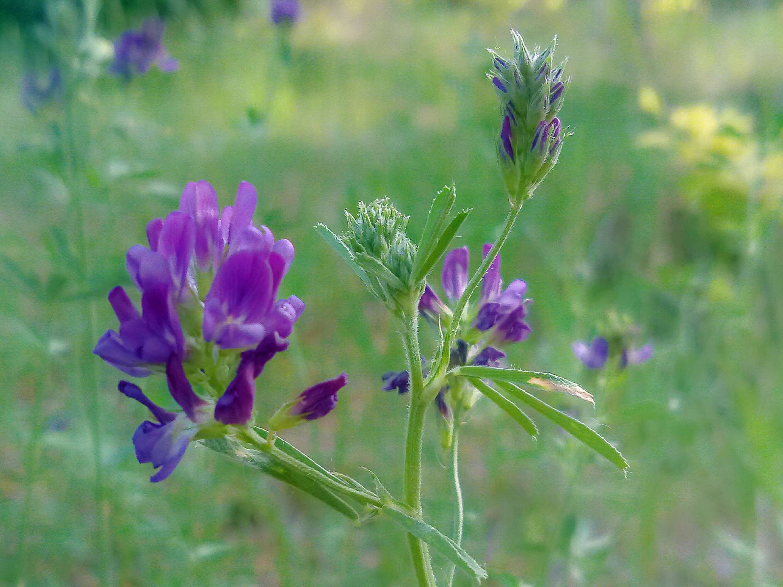 苜蓿花花语:誓言 花箴言:恋爱,恋爱.