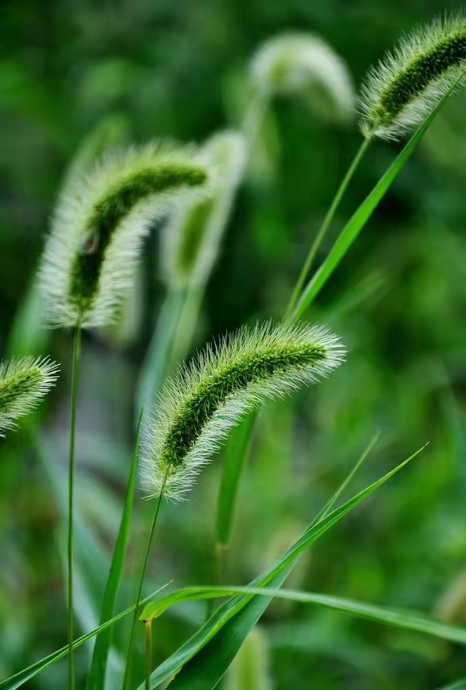 〔现代诗〕狗尾巴草穗 作者 辛戈（山东）【冰心文化传媒】（图10）