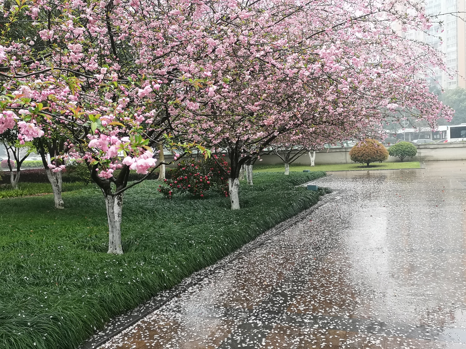 雨花