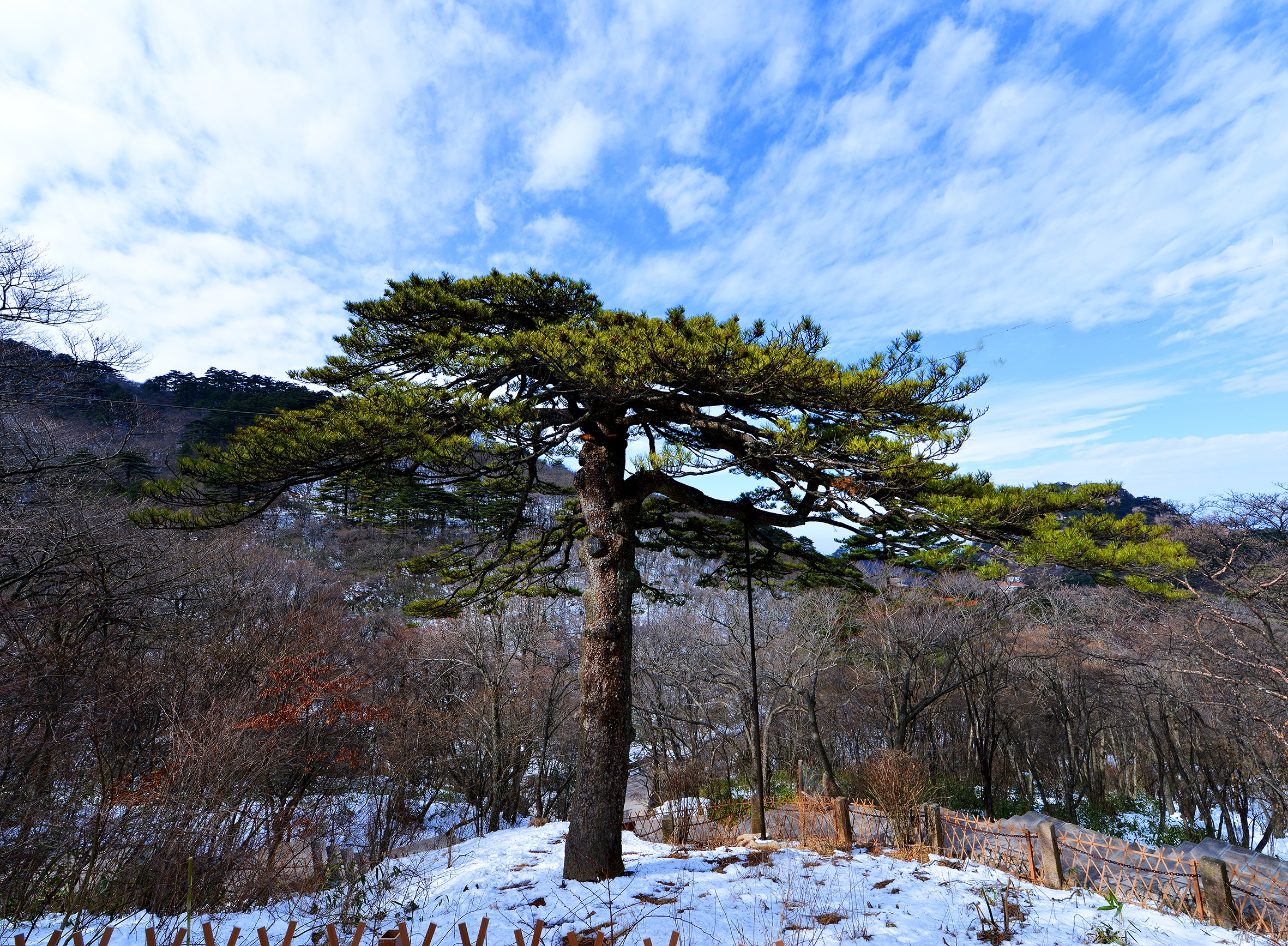 冬游黄山之劲松(首发)