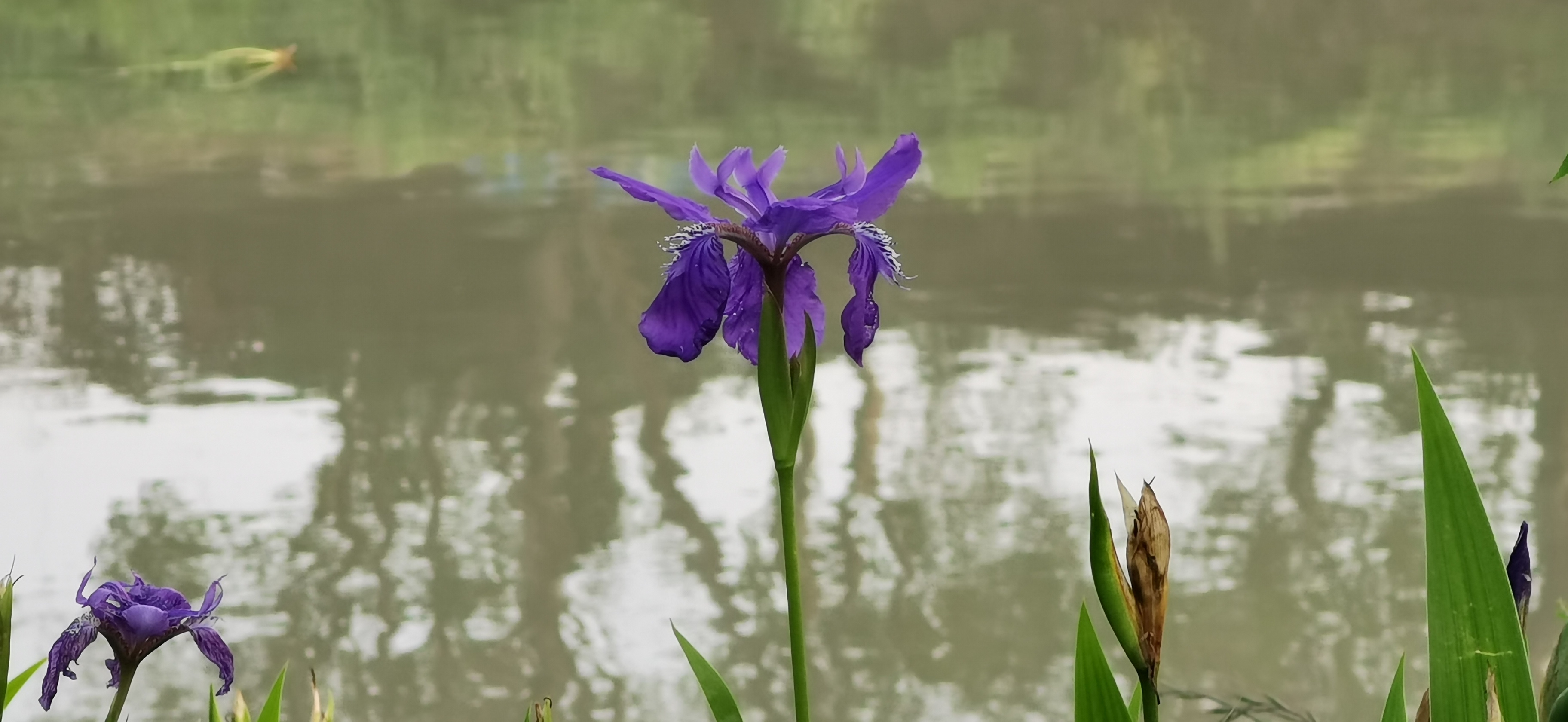 紫蝴蝶,扁竹花等,属百合目,鸢尾科,鸢尾属多年生草本,原产于中国中部