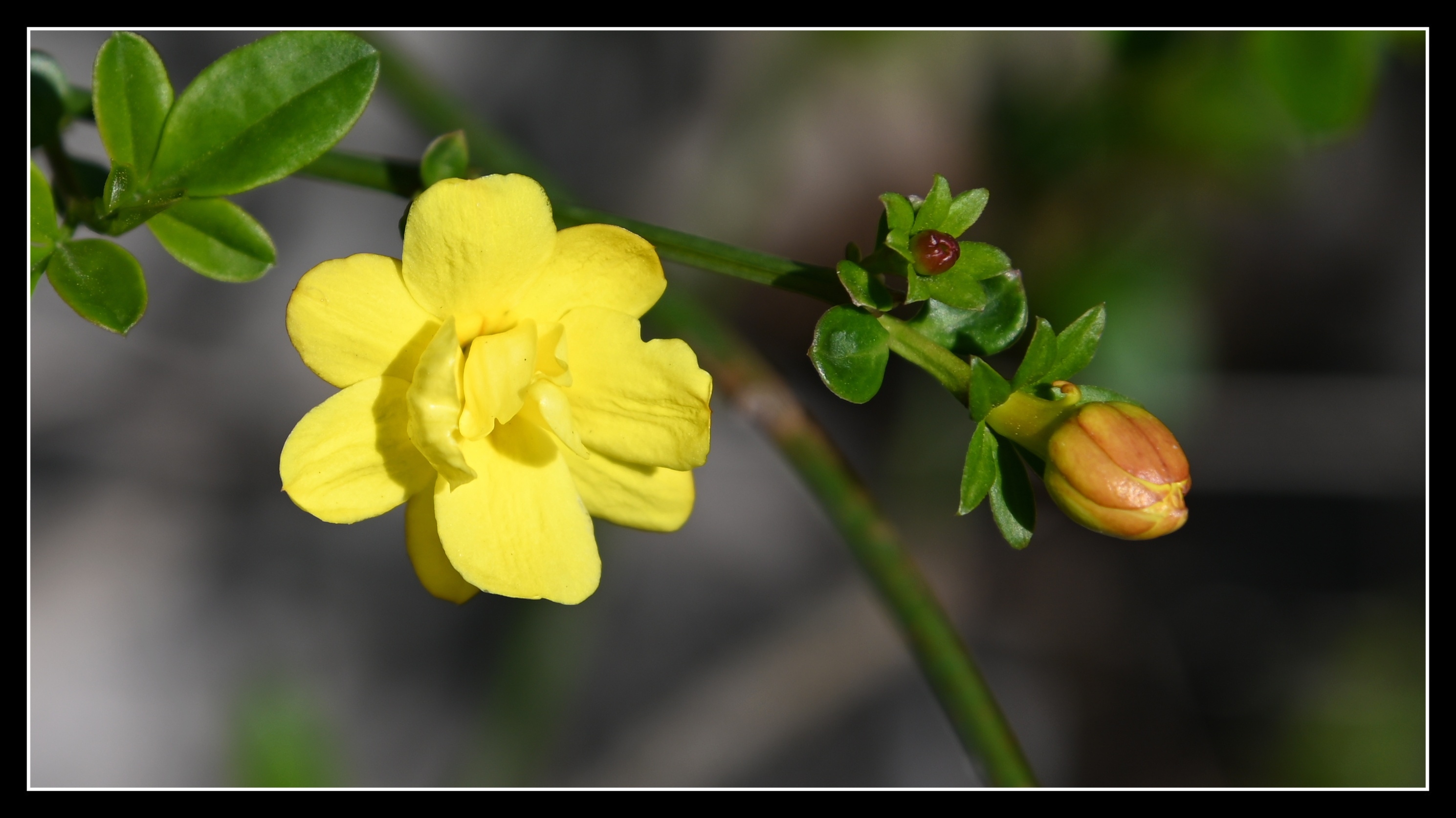 野迎春花《首发》