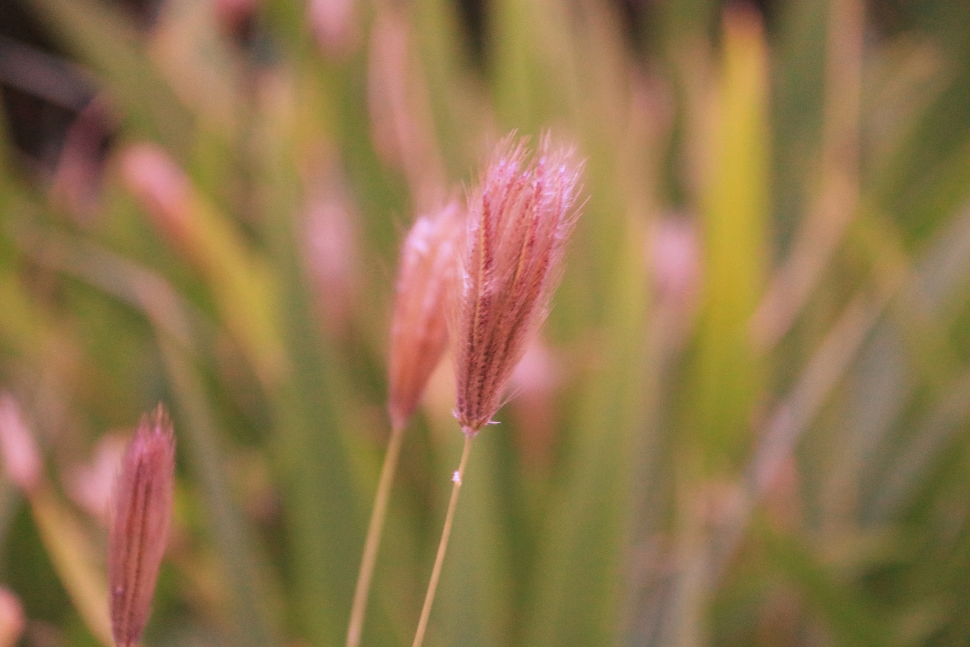 虎尾草【首发】