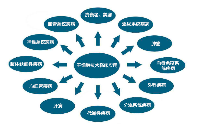 干细胞可分化生成皮肤组织细胞,可增加皮肤成纤维细胞含量;通过分泌