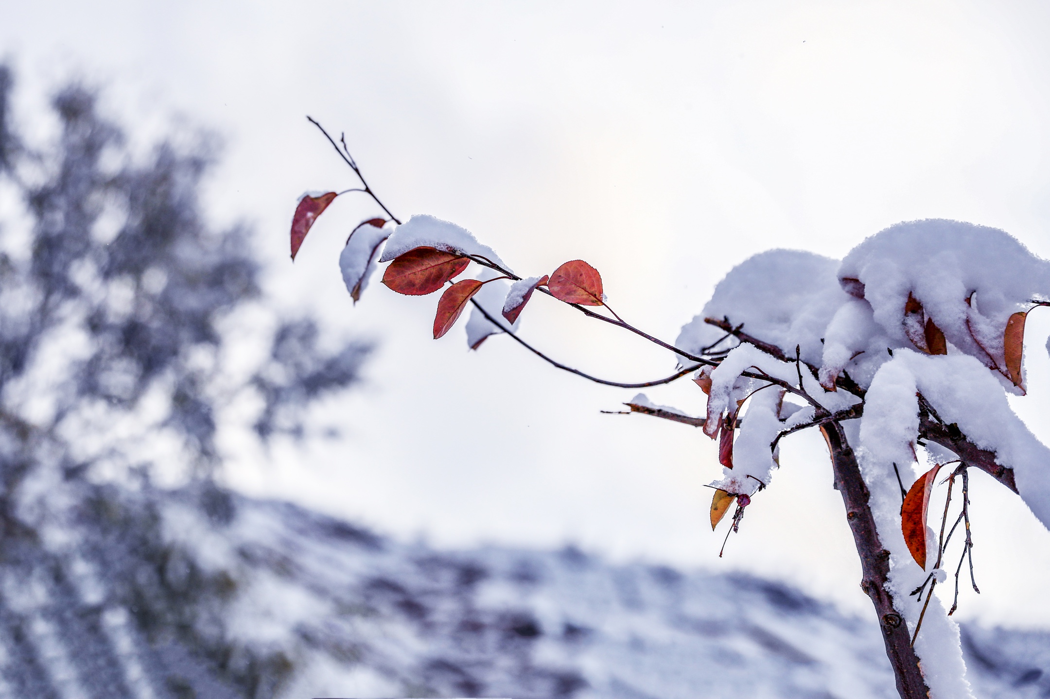 初雪