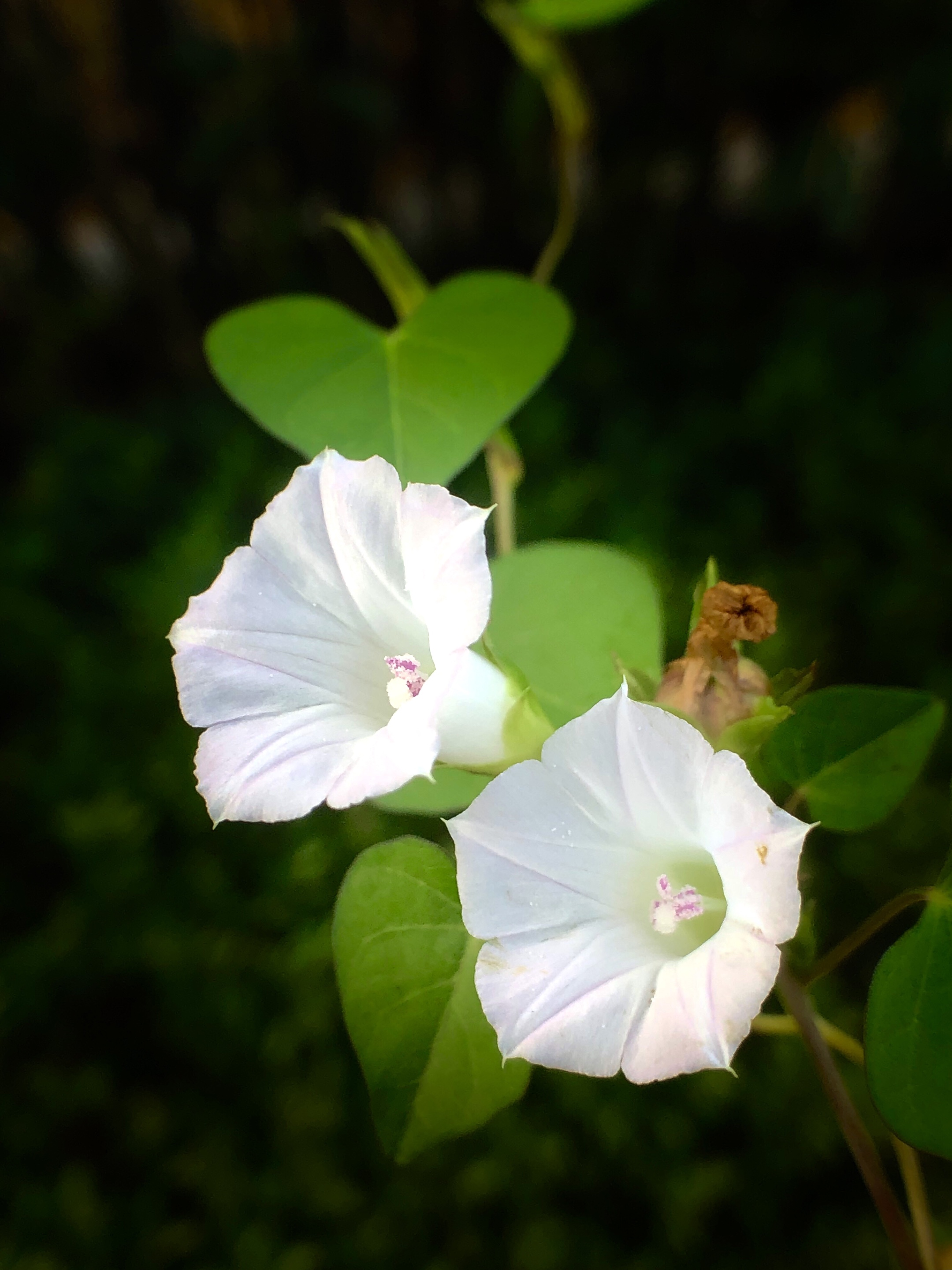 这一种植物的花酷似喇叭状,因此有些地方叫它做喇叭花.