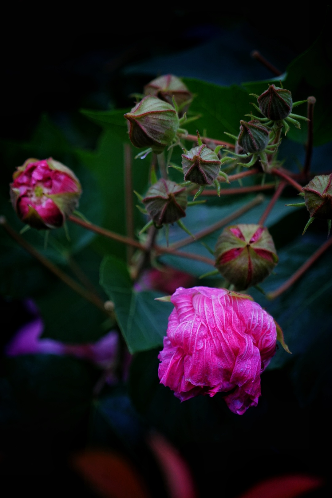 诗词赏花 木末芙蓉花,山中发红萼.