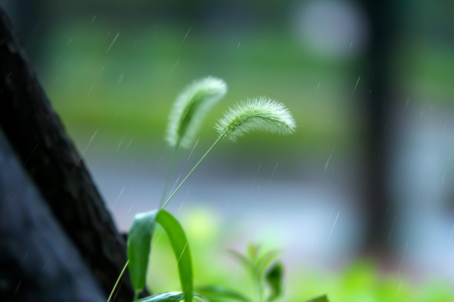 雨中的狗尾巴草