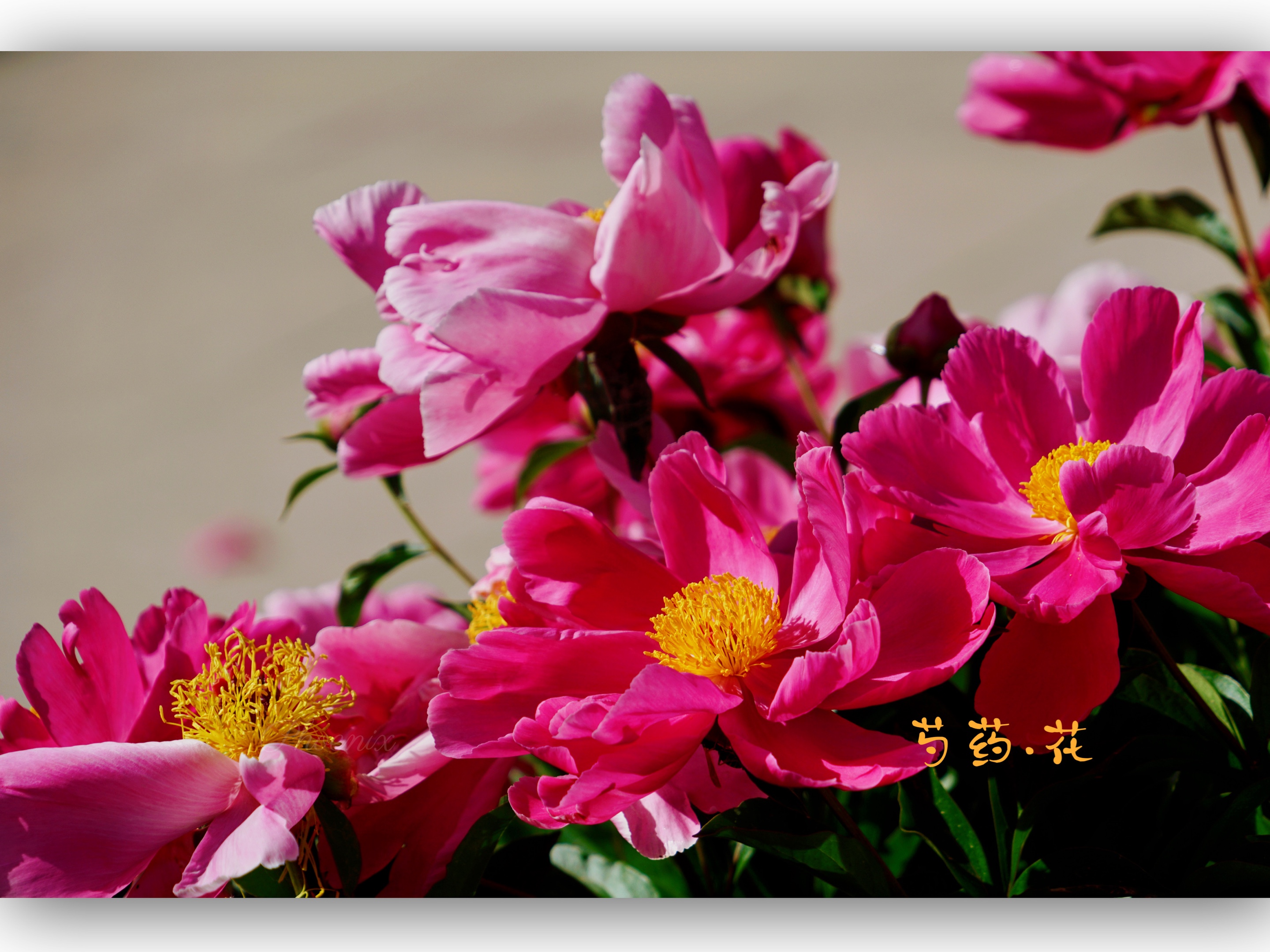 [首发]从芍药花到蓇葖,无言的结局