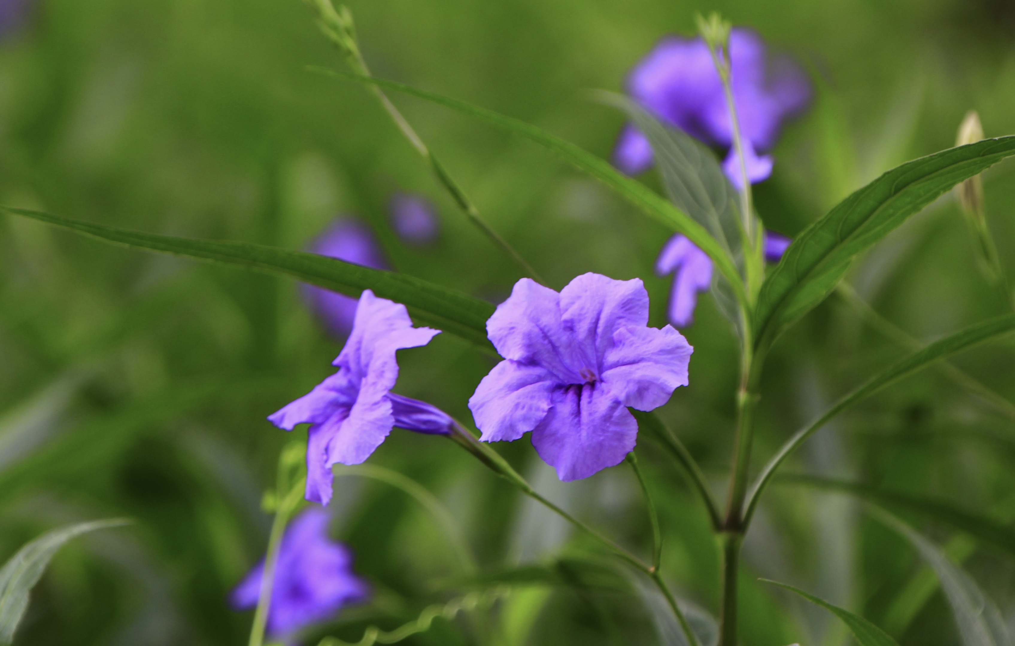 蓝花草翠芦莉vv首发