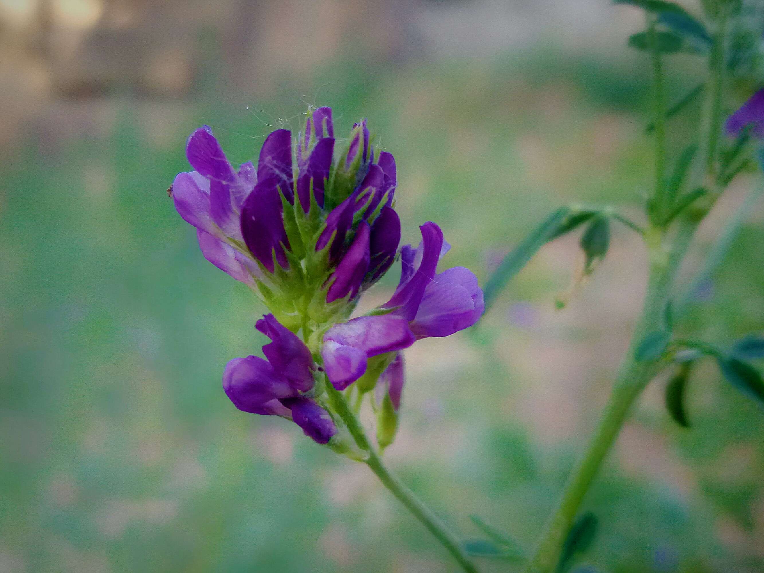 还是恋爱 本草纲目:苜蓿 学名:medicago sativa linn.