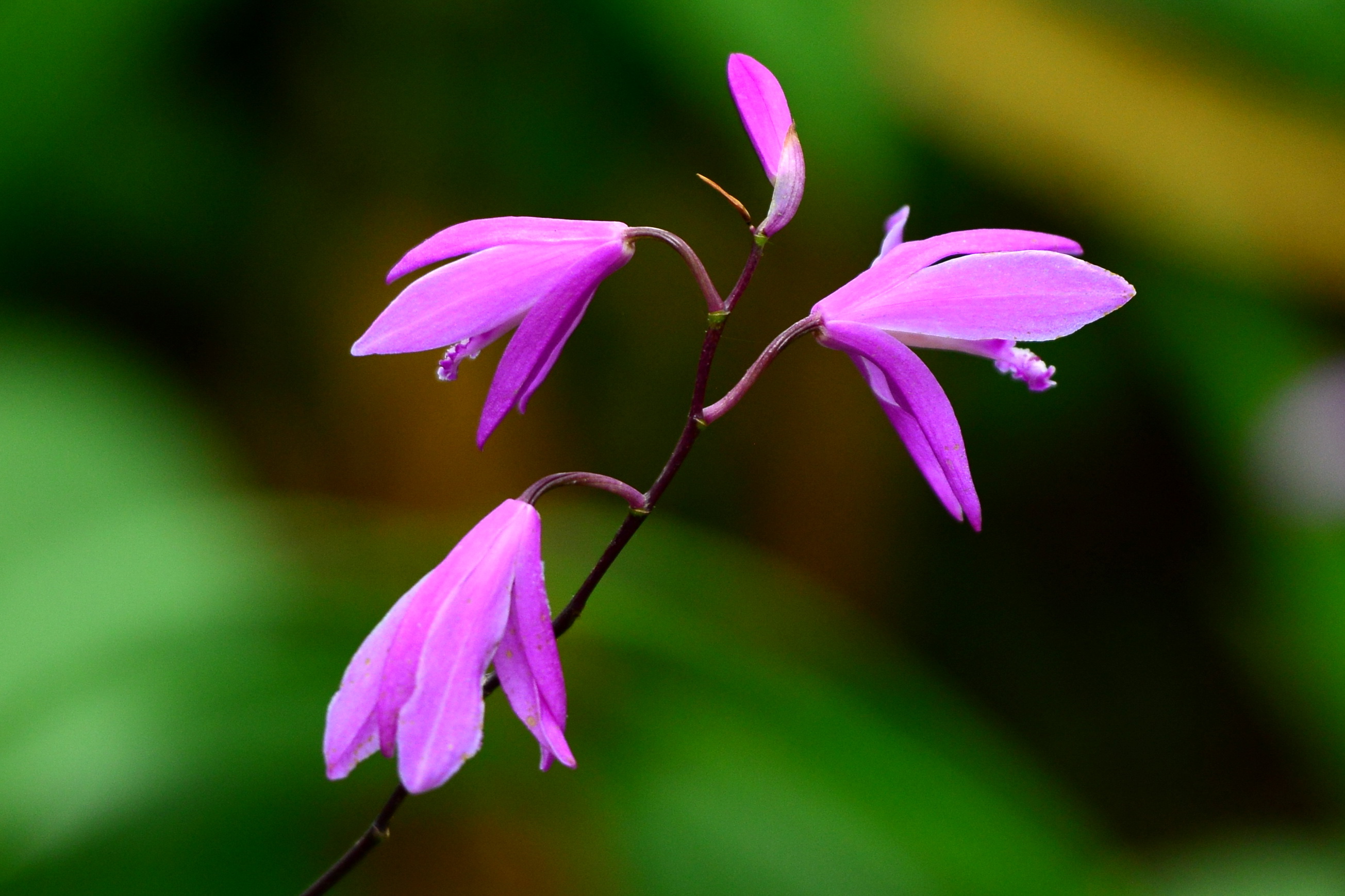 【首发】白芨花