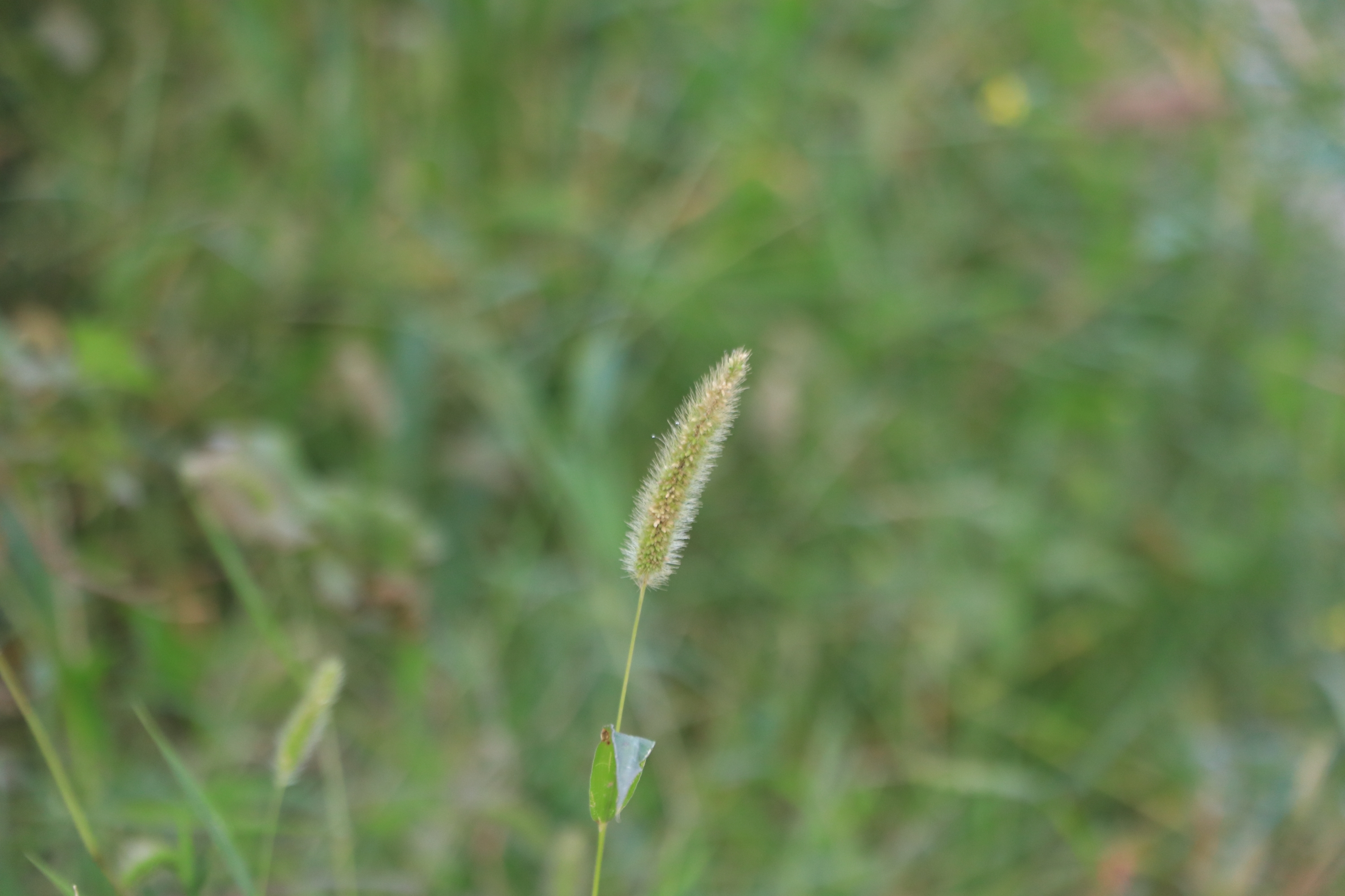 狗尾草花语【首发】