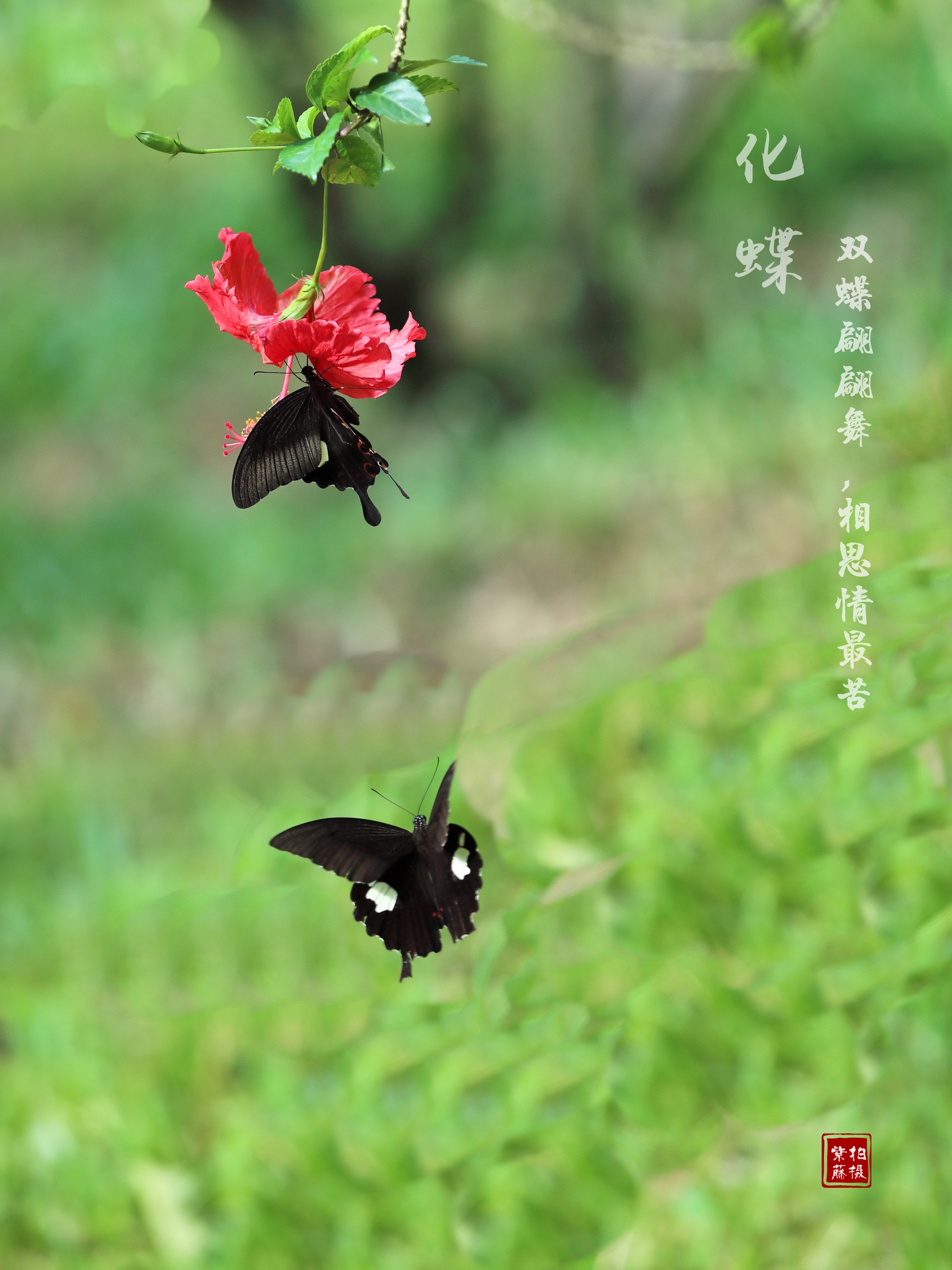 蝴蝶双双飞红尘永相随首发