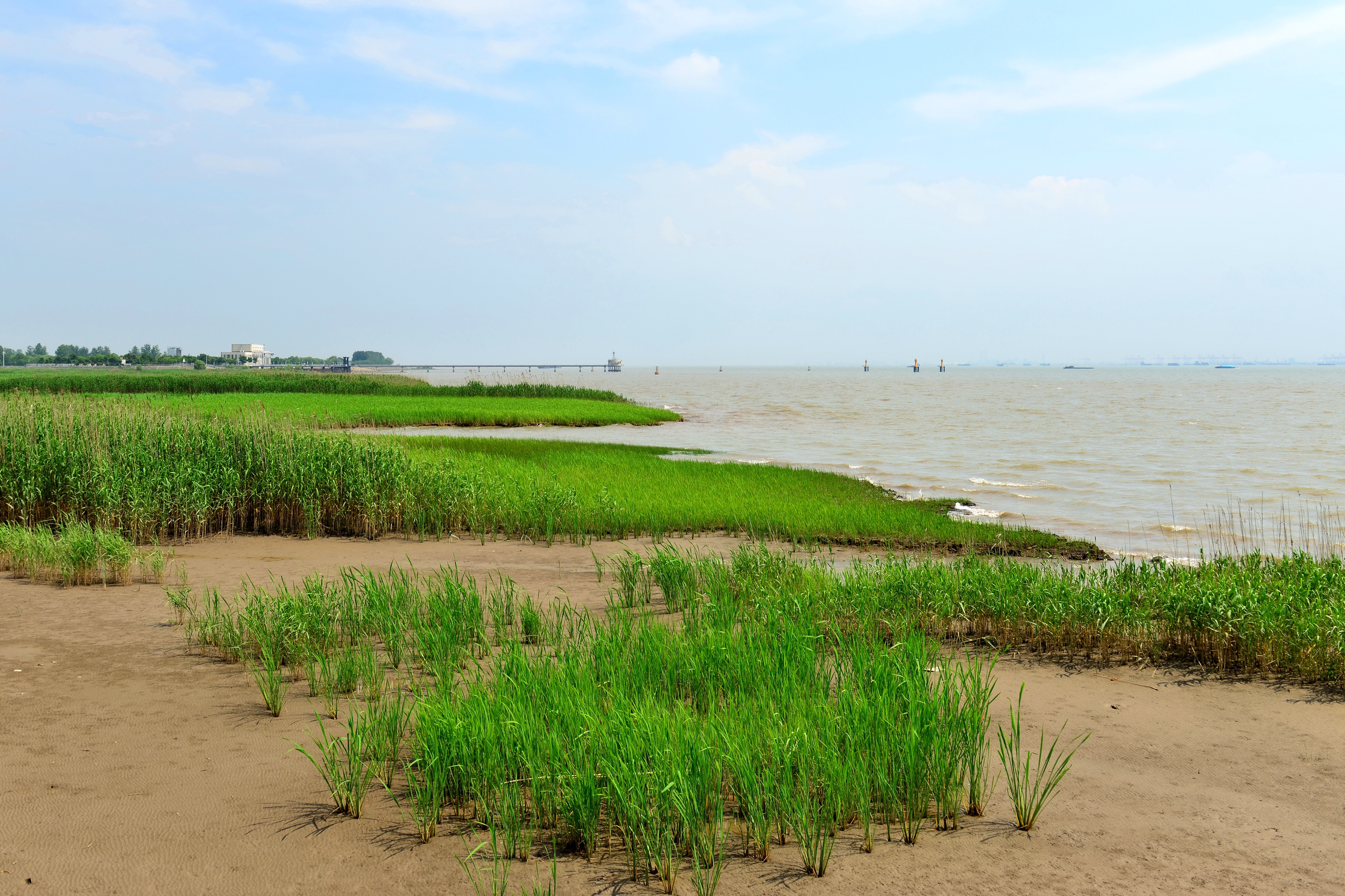 【首发】上海 崇明岛西沙国家湿地公园