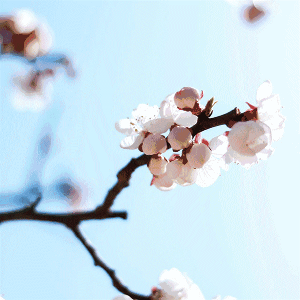 杏花儿,春天的使者