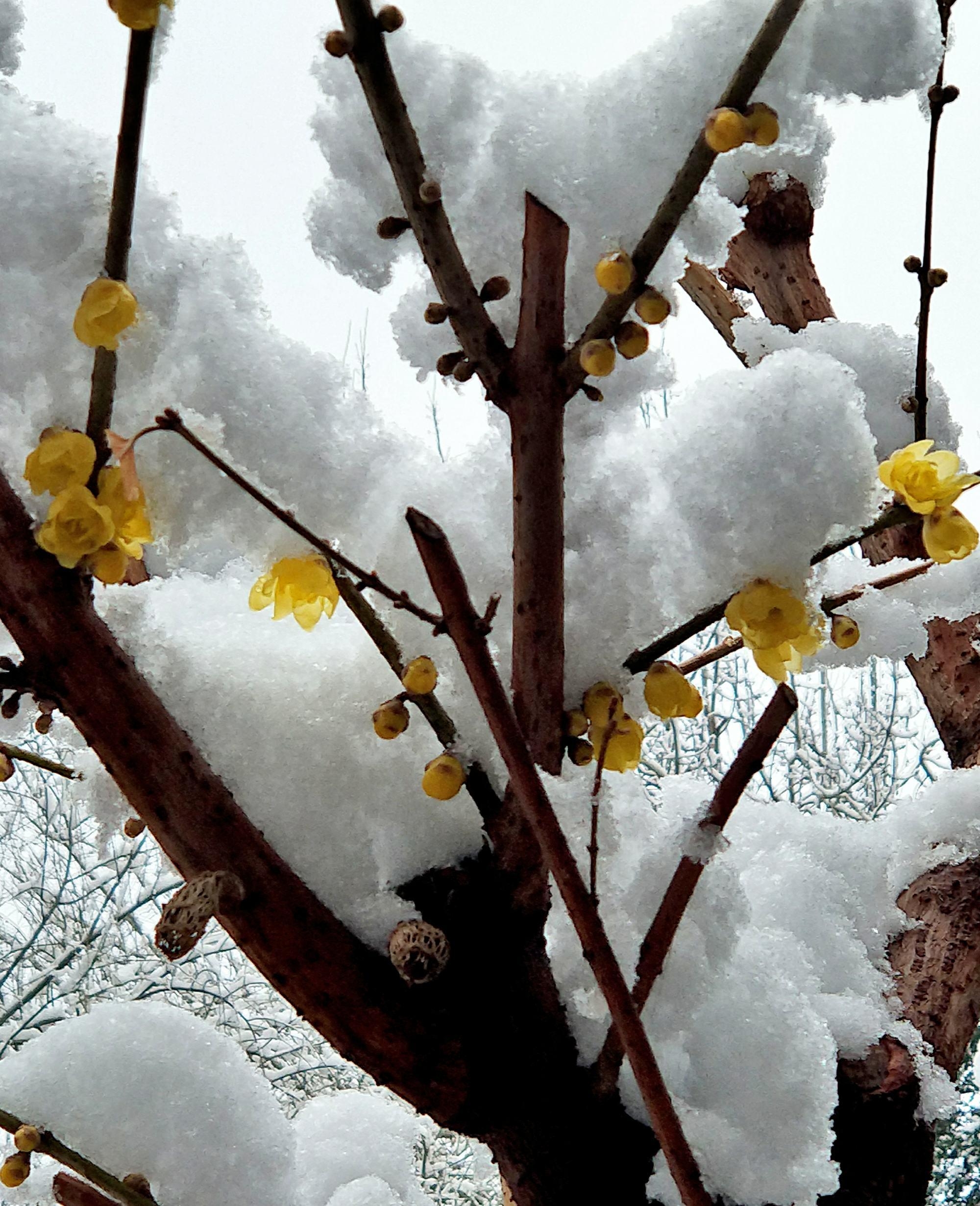 踏雪寻梅