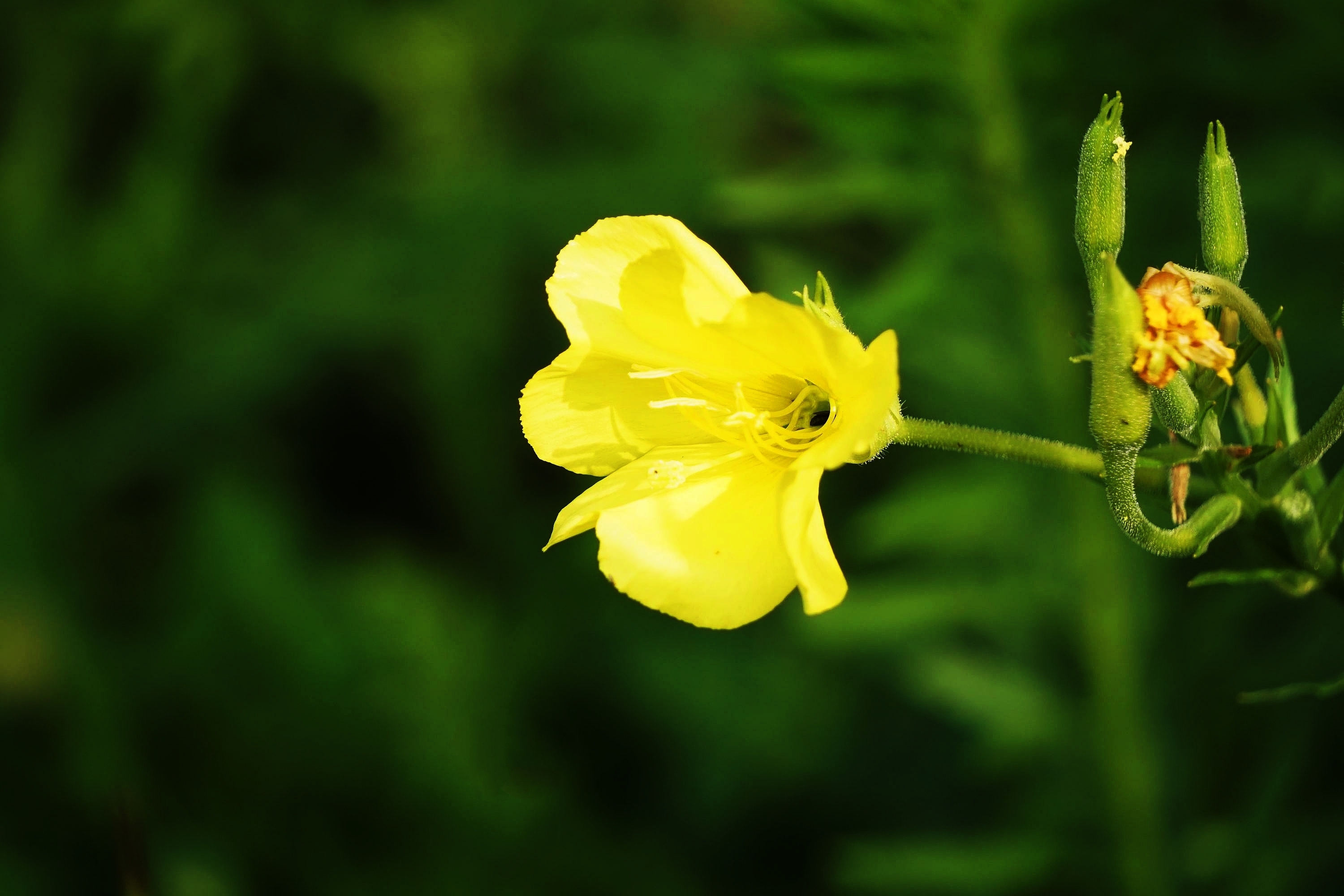 娇柔黄花月见草