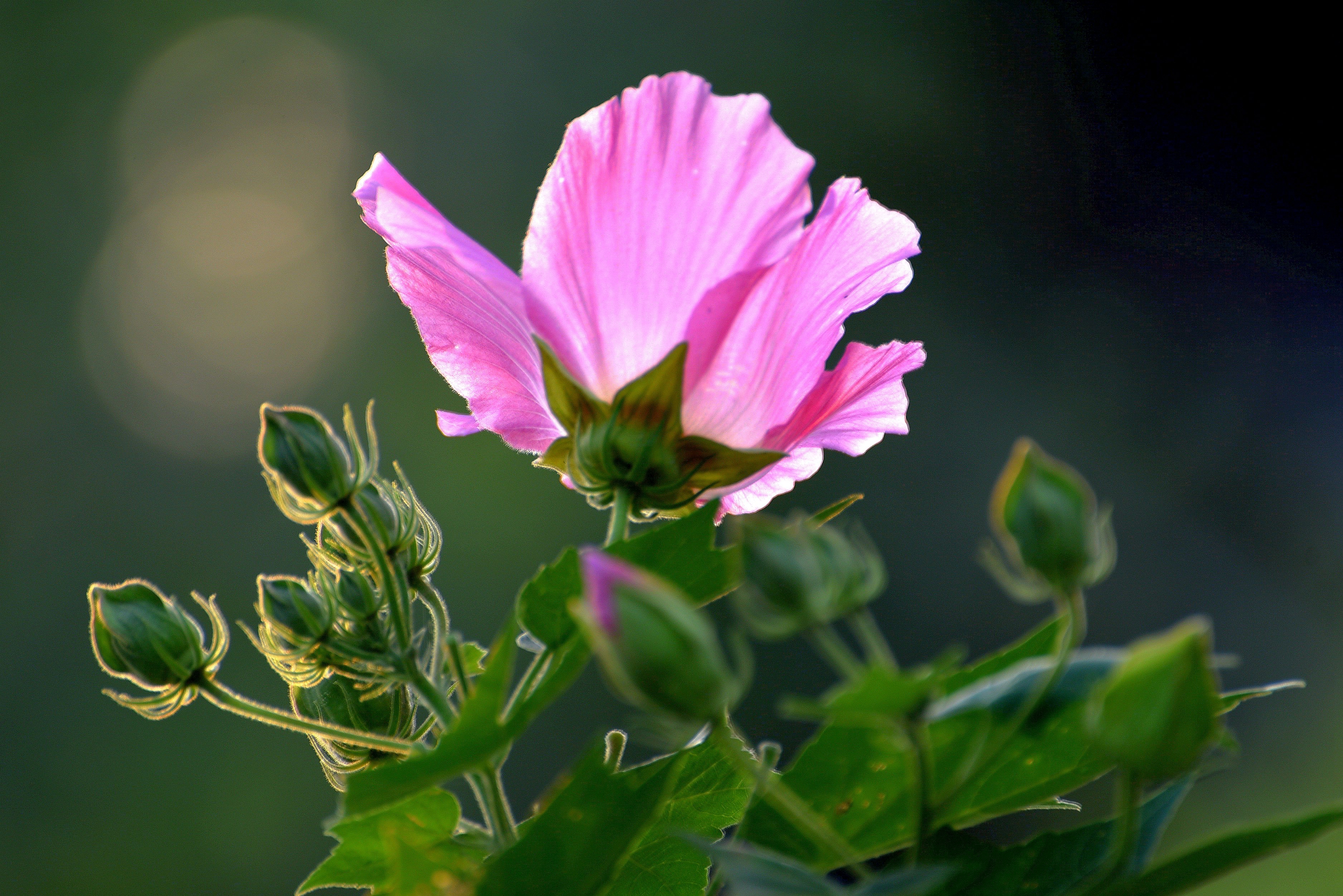 芙蓉花