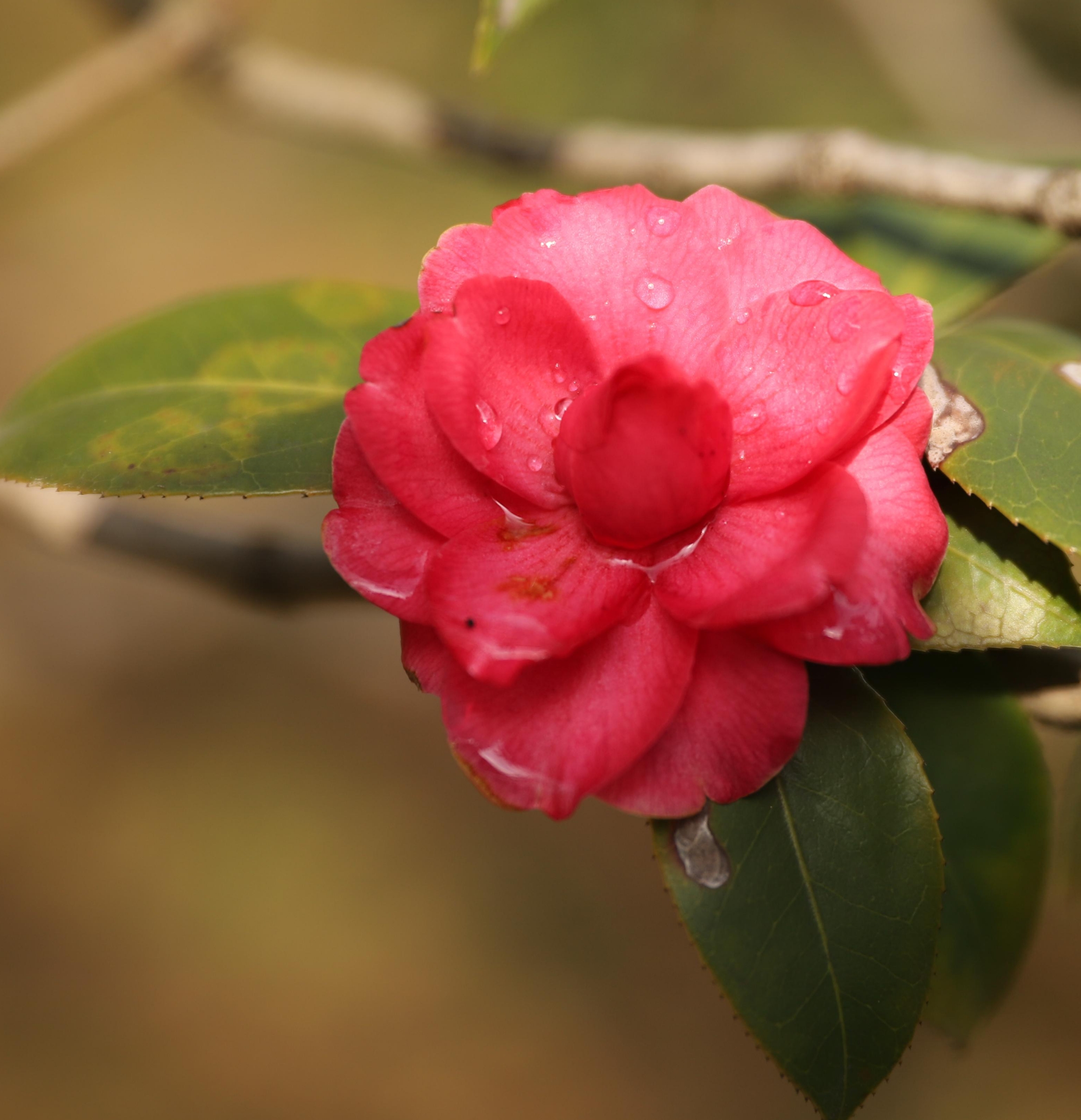 山茶花