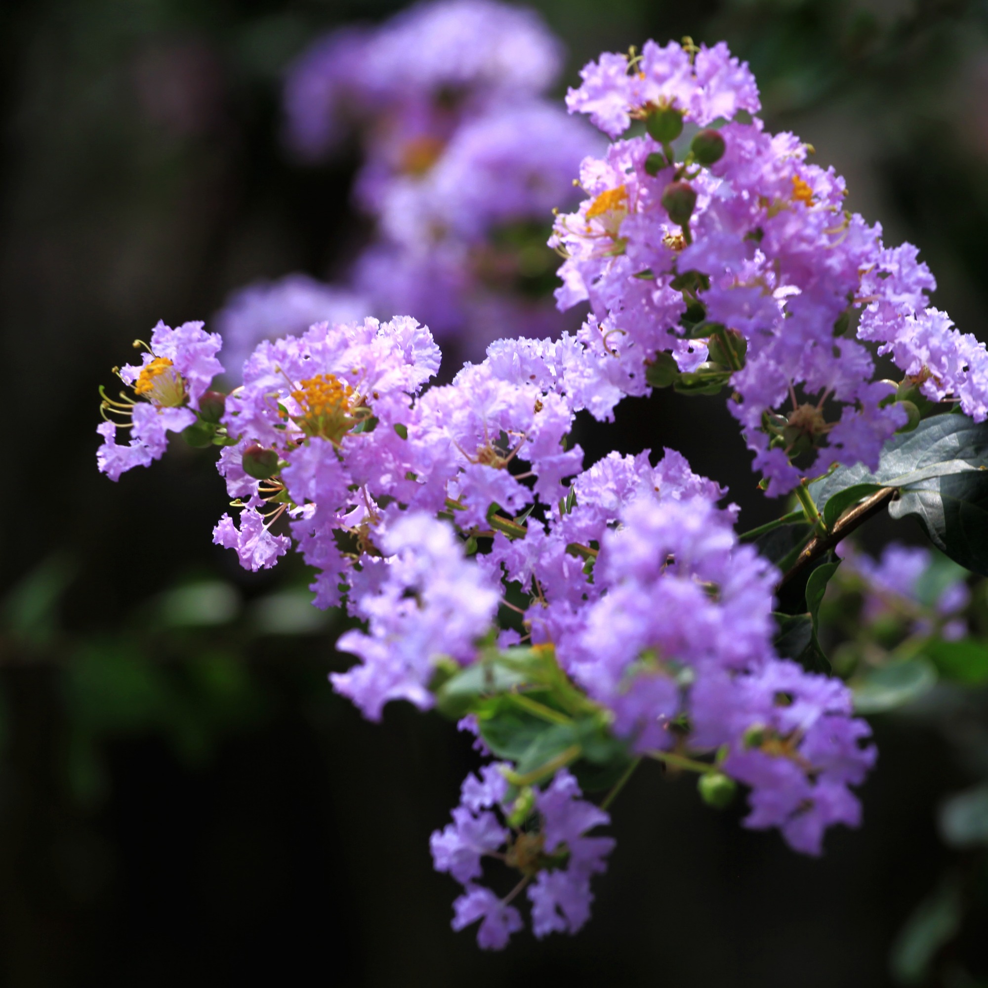 紫薇花