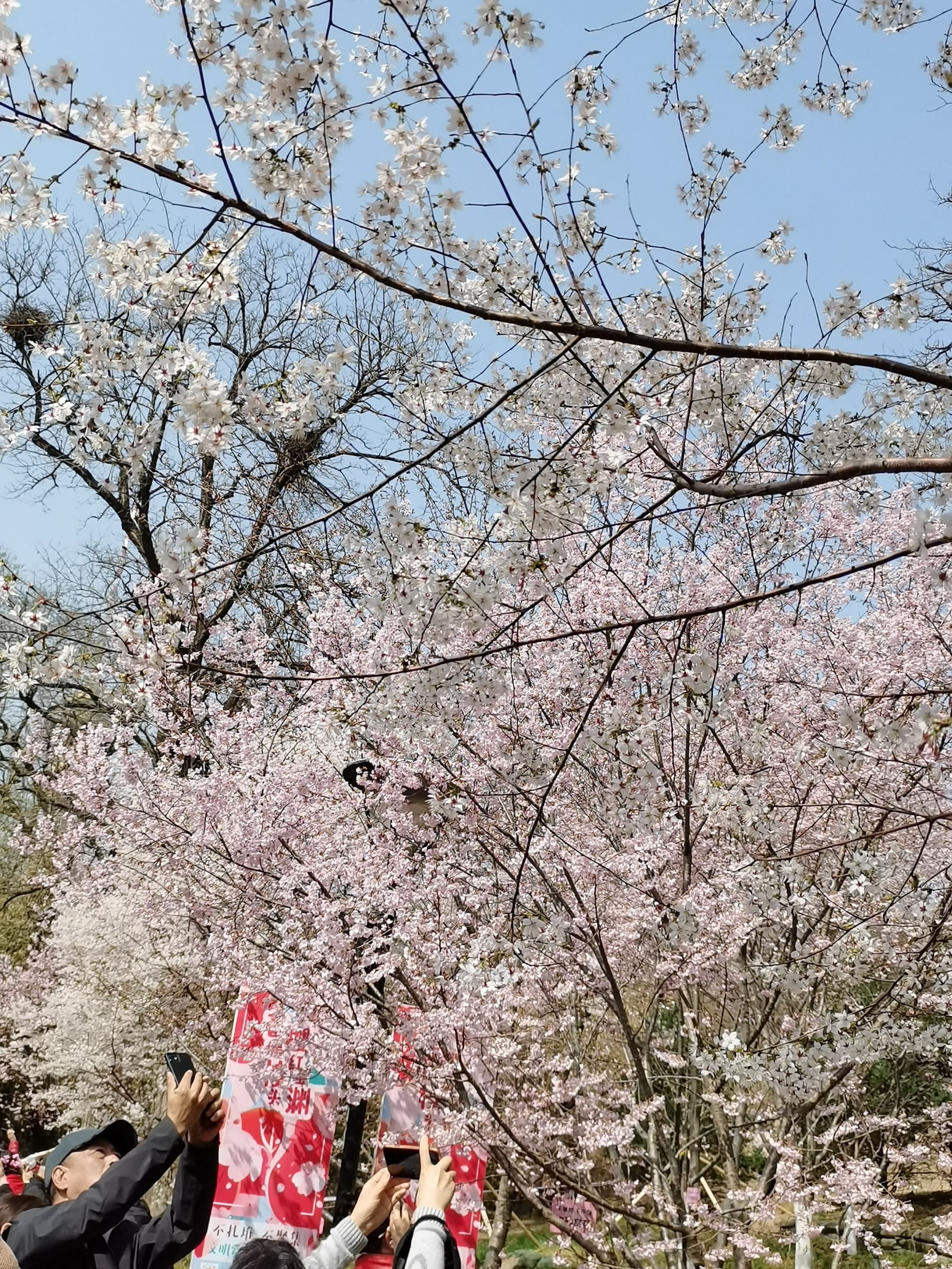 玉渊潭第三十二届樱花节开幕.2021年3月25号