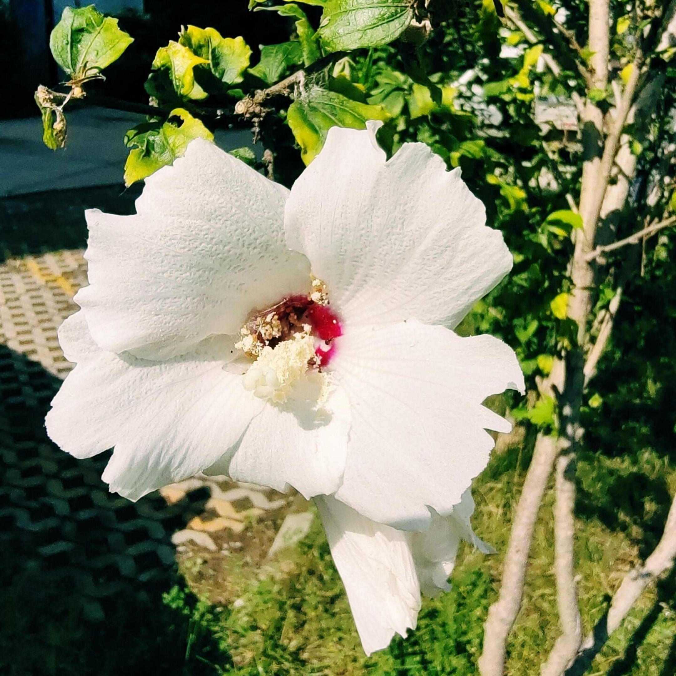 丹 音乐:《四季予你》       前两天跑去公园儿,看见木槿花开的真好看