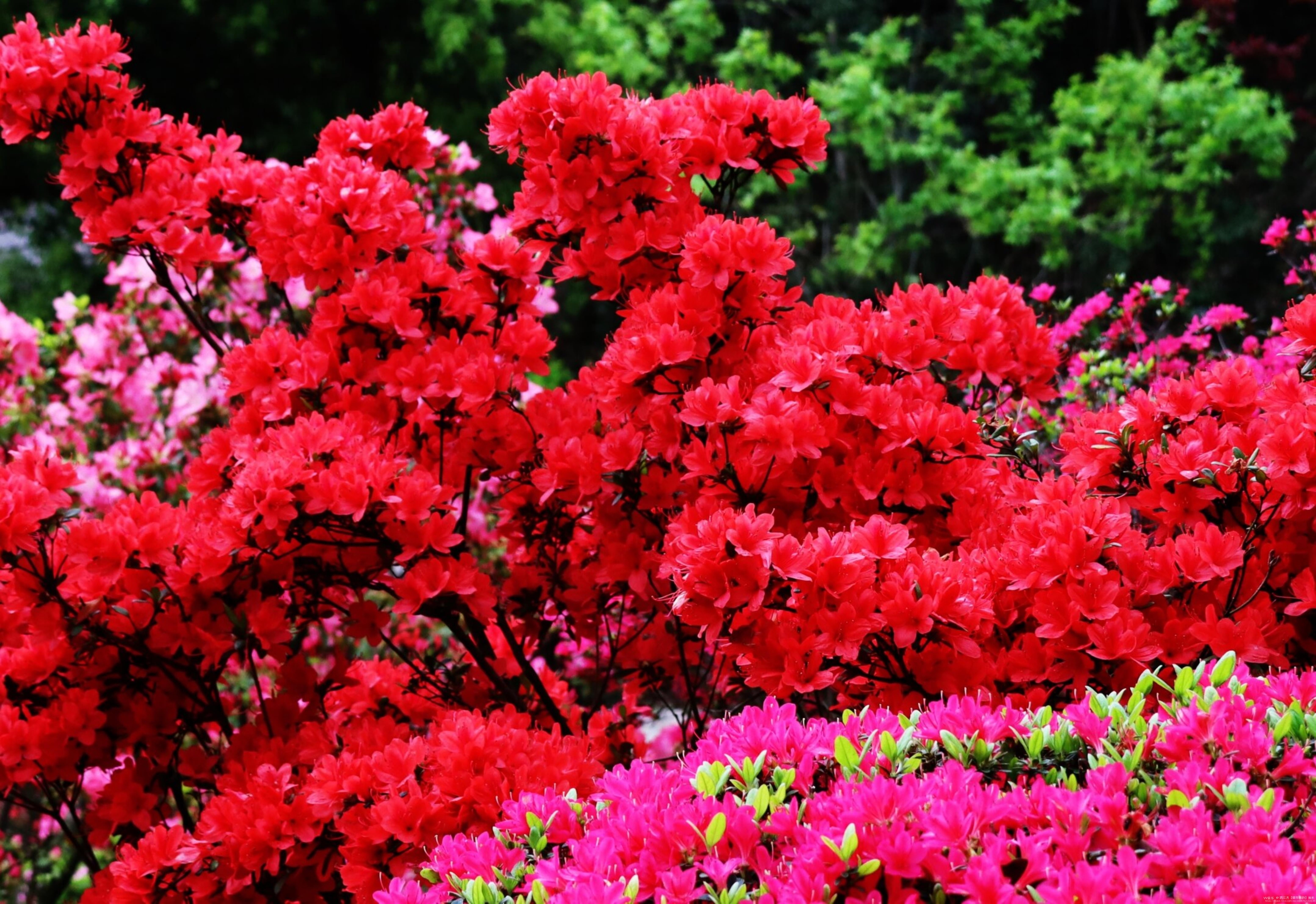 杜鹃花放漫坡红,火焰云团耀碧空.