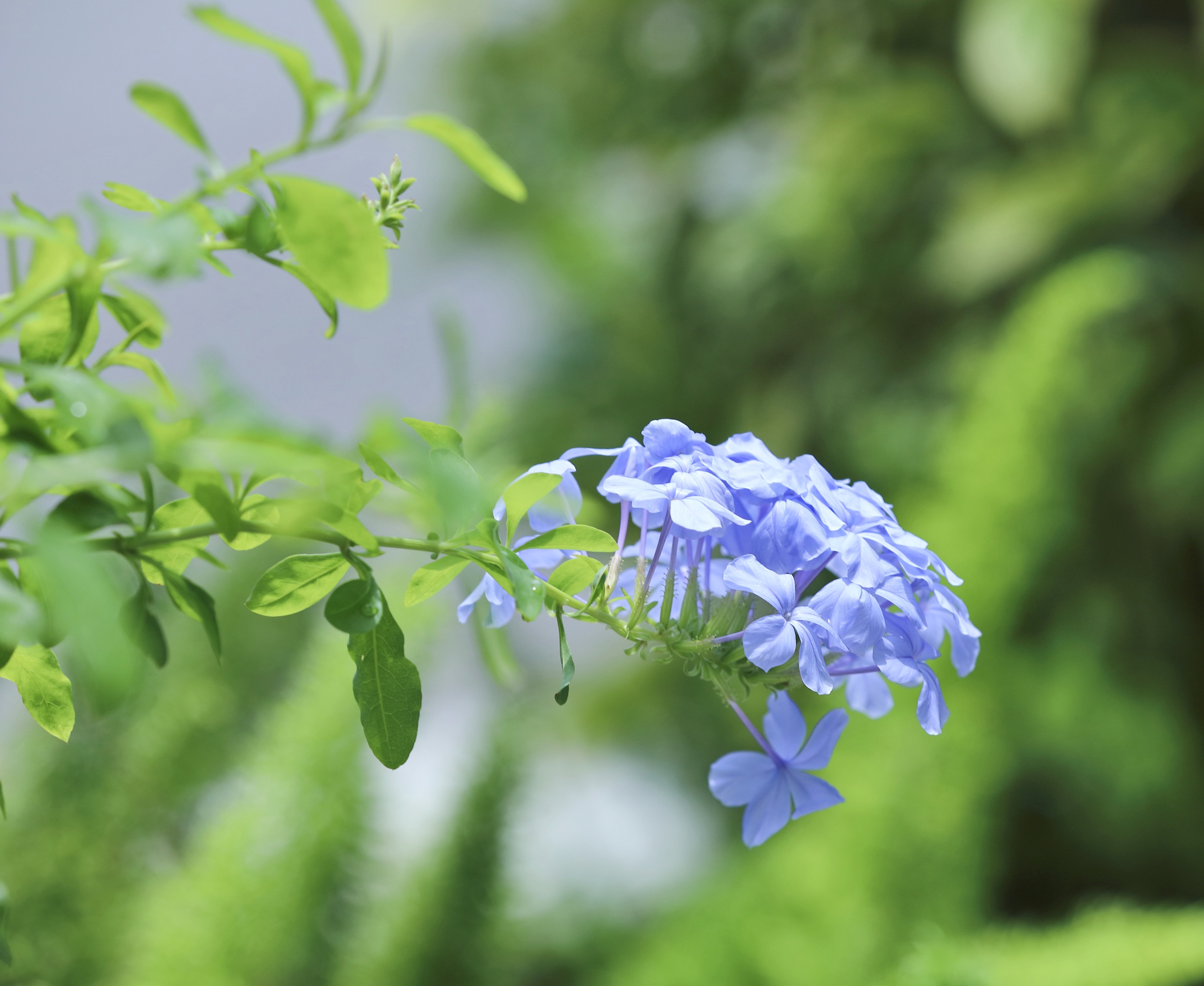 盛夏·怎能放过蓝雪花【首发】