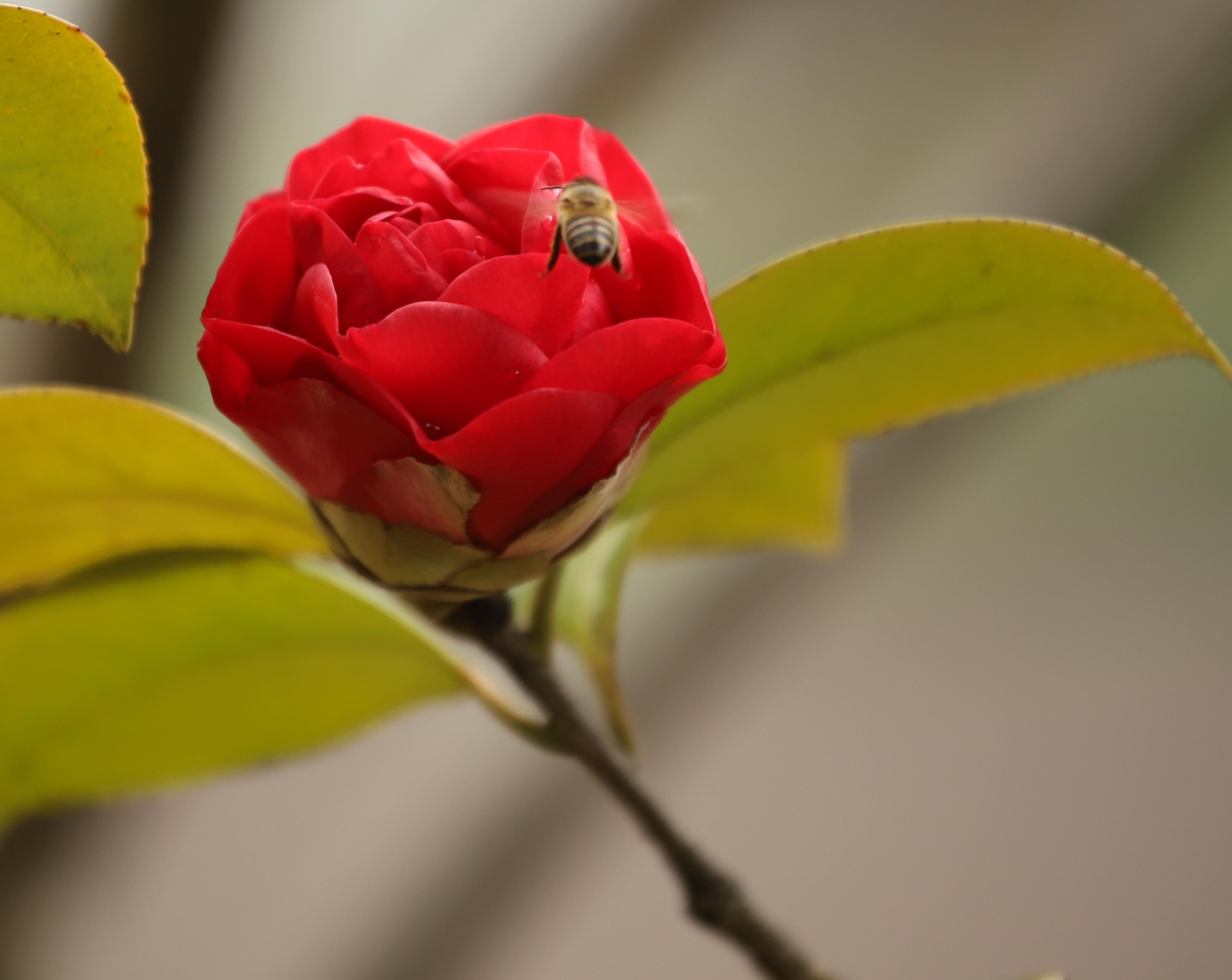 山茶花