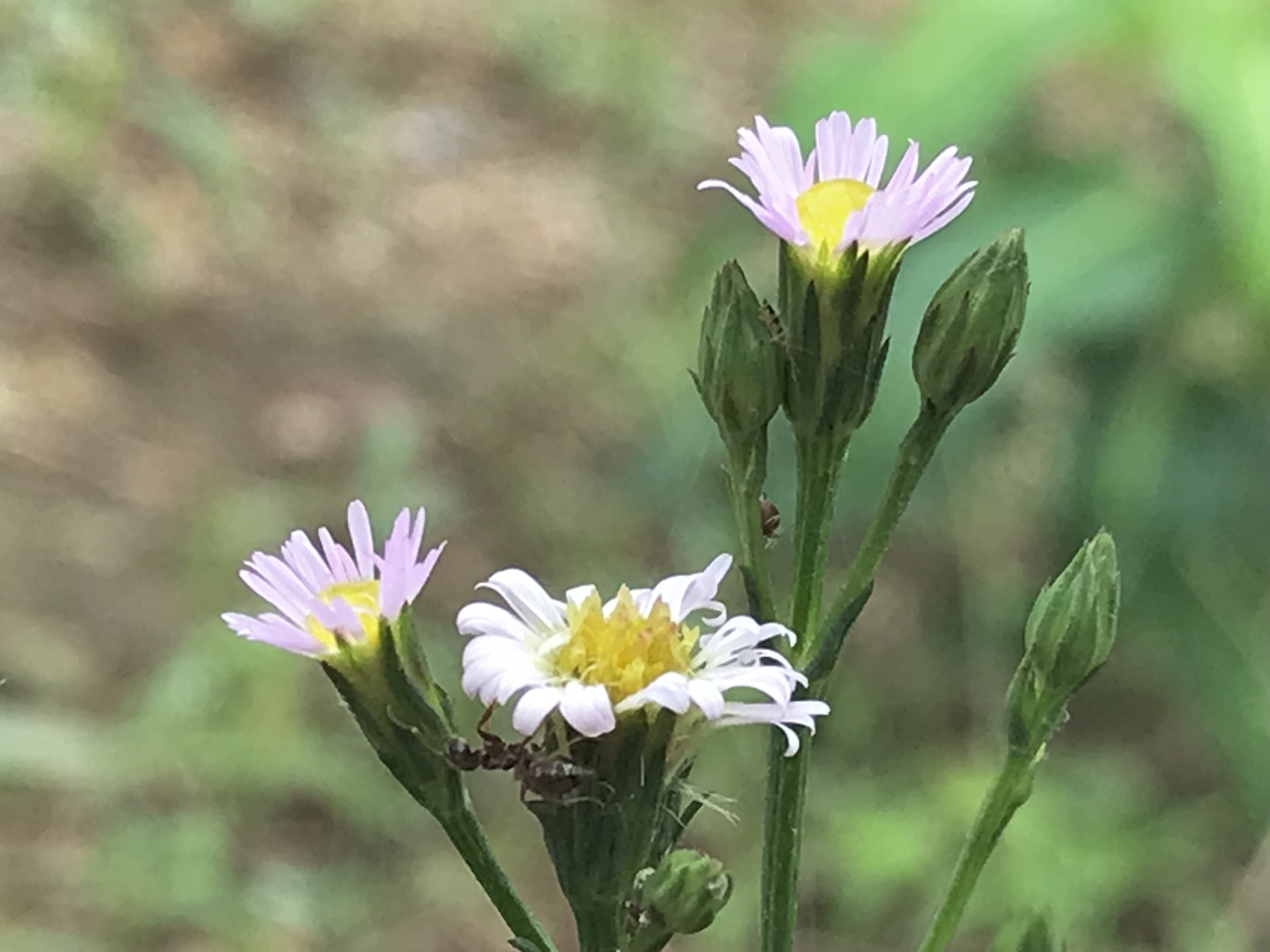 原创首发钻叶紫菀